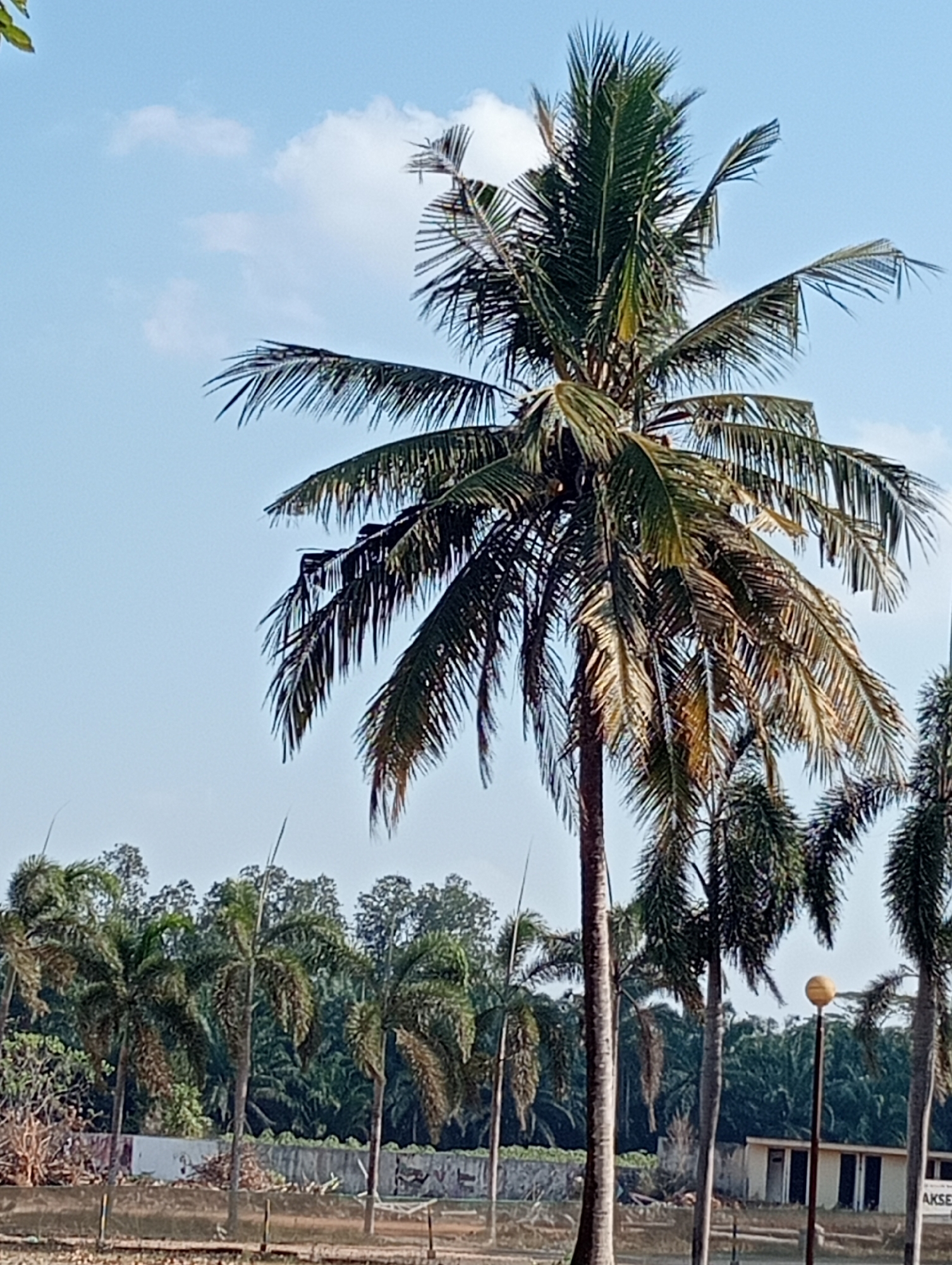 A tall coconut palm tree dominates the center of the frame, its fronds splayed against a clear blue sky with scattered white clouds. The tree's trunk is rough and textured, and some of its lower fronds appear dry and brownish. To the left and right of the main palm are several smaller palm trees with more slender trunks and densely packed fronds. In the background, a line of lush green trees forms a dense forest. Below the palms, a concrete wall runs horizontally across the image, some sections of which appear to be covered in graffiti or debris. A single, round, yellow streetlamp stands to the right of the frame, with a small, light-colored building visible behind it. The foreground is a rough, earthy surface with some fencing. The image appears to be taken during daylight, with the sun casting shadows and highlighting the textures of the trees. The scene is likely in a tropical or subtropical region.