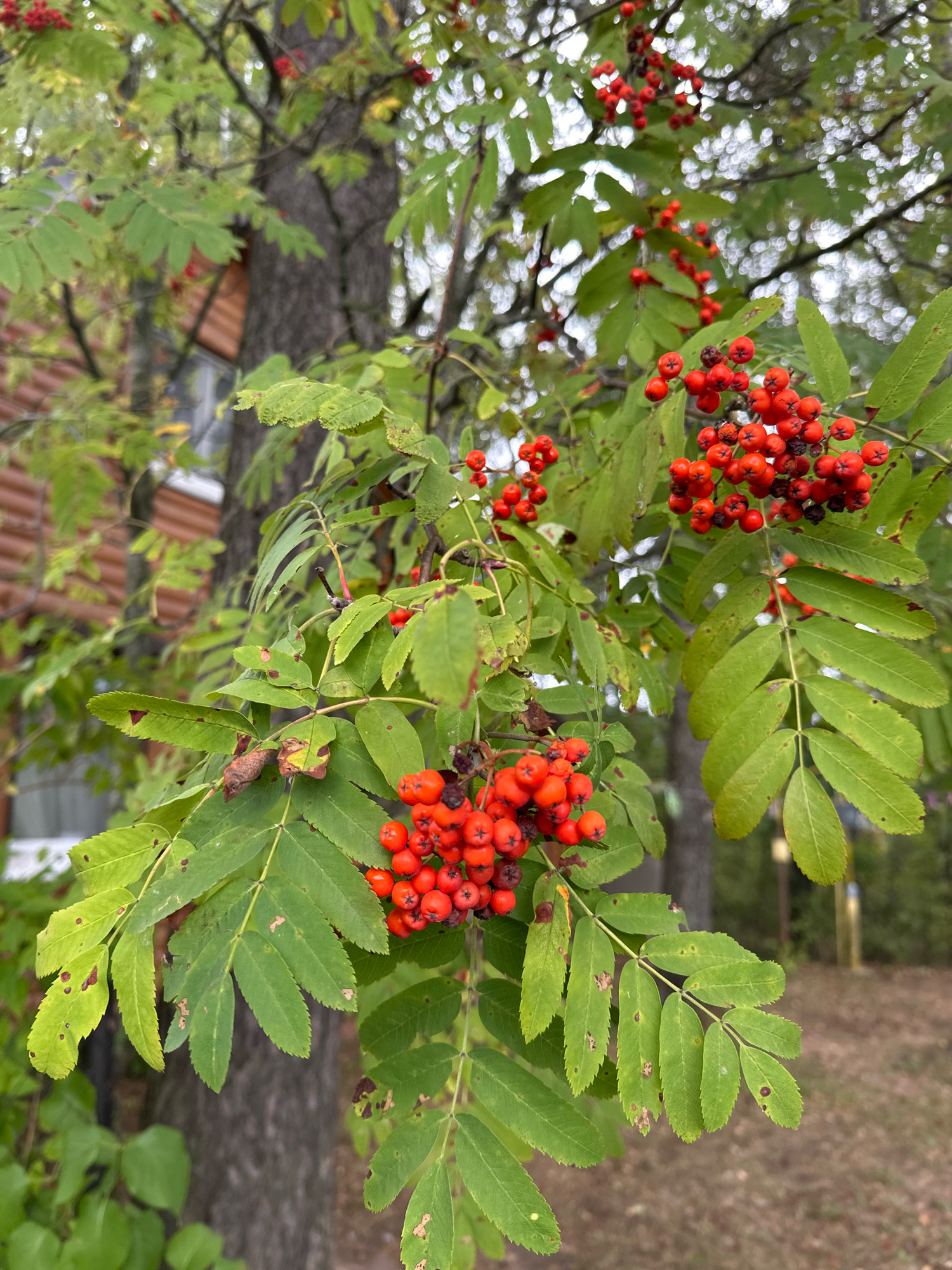 An outdoor, slightly overcast, eye-level, medium shot depicts a close-up of a Rowan tree branch laden with bright red berries and green leaves. The berries are clustered in bunches, and some leaves show signs of browning or spotting. In the background, the trunk of the Rowan tree is visible, along with out-of-focus elements of a wooden building with horizontal brown siding and a white window. The ground is covered with fallen leaves and dry grass. This scene is situated in the agricultural district of Kalodzishchanski sel'ski Saveet, Belarus.