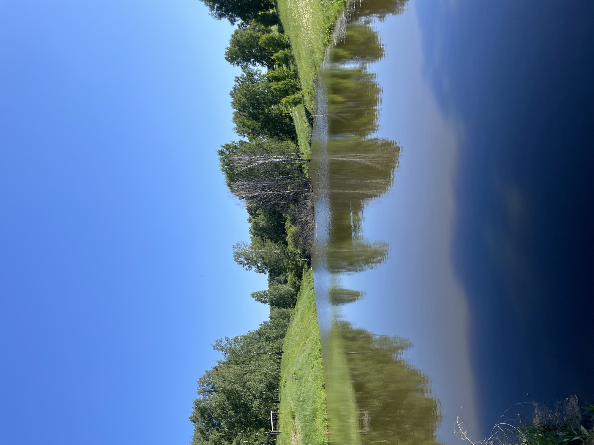 The image shows a serene natural landscape, likely in the vicinity of Artyshta, Russia. A calm body of water, appearing as a pond or small lake, occupies the foreground and middle ground. The water reflects the clear blue sky and the surrounding greenery. On the left bank of the water, a grassy slope rises, dotted with trees. Further back, a dense line of trees forms a backdrop. On the right bank, the grassy slope continues, also with trees and a scattering of small white flowers. The overall scene is one of tranquility and natural beauty under a bright, cloudless sky.