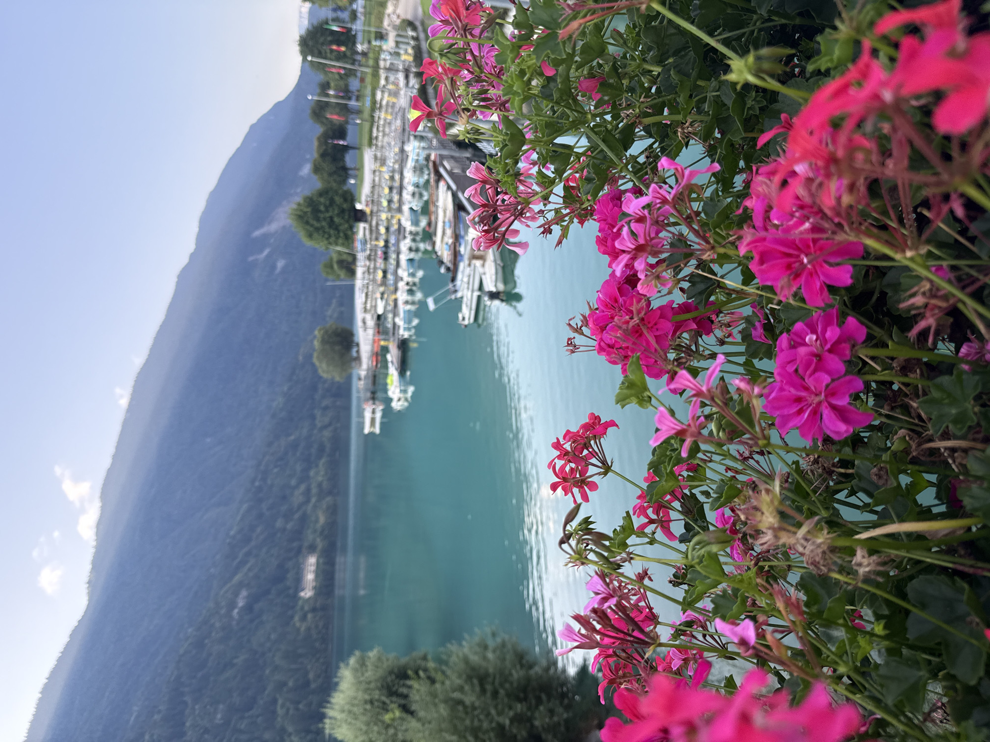 The image captures a serene waterscape with a backdrop of lush green mountains and a clear blue sky, likely taken in Molveno, Italy. In the foreground, a dense cluster of vibrant pink geraniums in bloom creates a soft focus, framing the scene. Beyond the flowers, a tranquil lake with calm, turquoise waters stretches out, reflecting the sky and surrounding greenery.
A marina is visible along the lake's edge, lined with numerous small boats docked neatly. The boats are of various sizes and colors, some appearing to be sailboats and others motorboats. A wooden walkway or pier runs parallel to the docked boats, and several flags are visible on poles along the shore.
In the distance, the imposing slopes of the Italian Alps rise dramatically. The mountains are covered in dense green forests, with some patches of lighter terrain visible on their upper reaches. A few scattered buildings are nestled on the lower slopes, including what appears to be a larger structure on the left side of the frame, possibly a hotel or resort.
The overall atmosphere of the image is one of peace and natural beauty, with the vibrant flowers in the foreground adding a touch of color and life to the picturesque landscape. There are no people visible in the image.