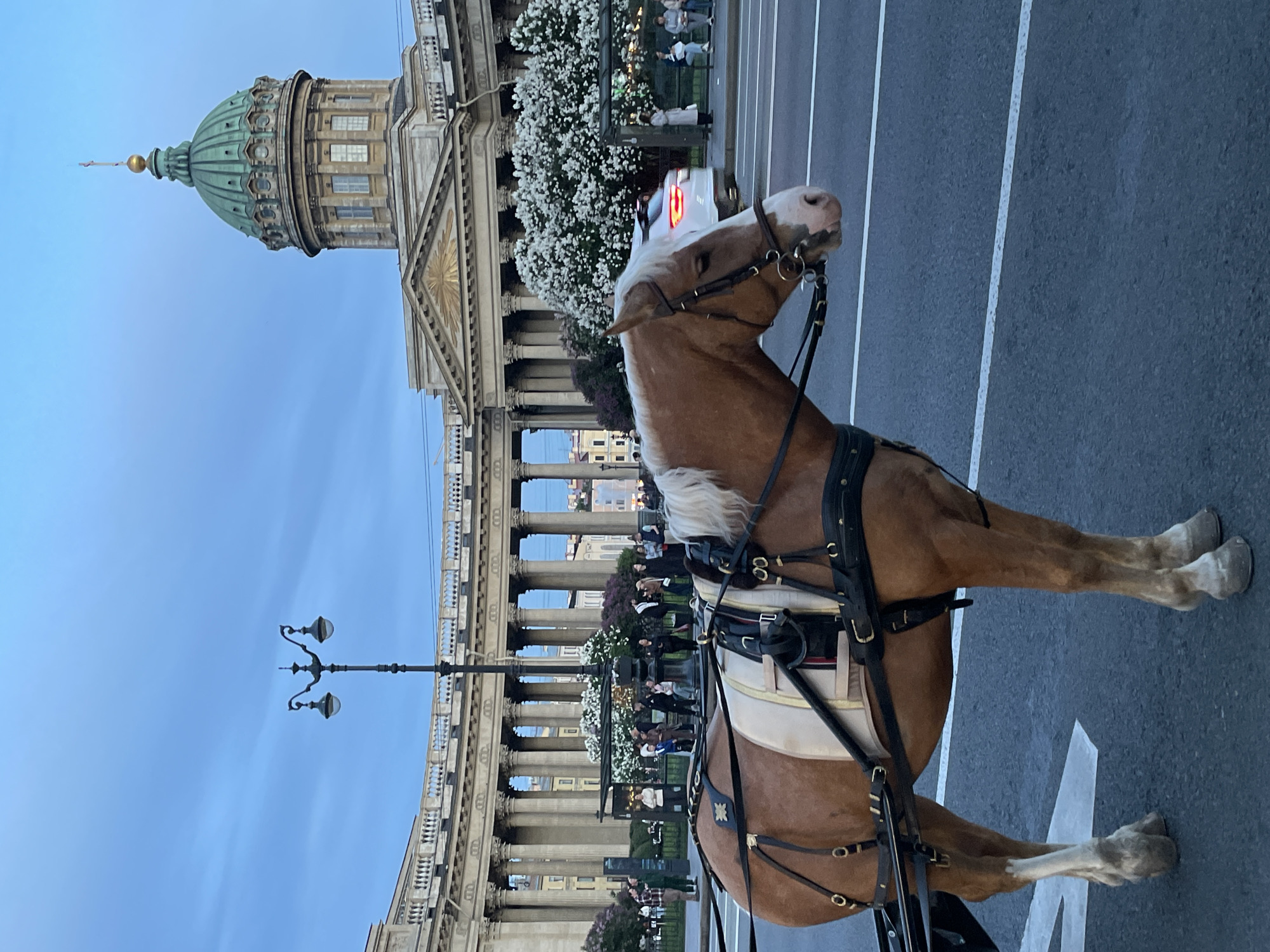 This landscape-oriented image, though presented vertically, captures a vibrant street scene in Saint Petersburg, Russia. In the foreground, a light brown horse with a prominent white mane and tail stands harnessed, facing towards the right side of the frame. The horse is equipped with a dark leather harness featuring white accents, suggesting it is prepared for or part of a carriage ride. It stands on a paved asphalt street with visible white road markings.
In the mid-ground and background, the iconic Kazan Cathedral dominates the left side of the scene. Its distinctive green dome with a golden spire rises against a clear, light blue sky. Below the dome, the grand neoclassical facade of the cathedral stretches across the frame, characterized by numerous tall columns forming a semi-circular colonnade. White flowering trees, possibly cherry blossoms or similar, line the area in front of the colonnade, adding a picturesque element.
Several people can be seen in the distance near the cathedral and the flowering trees, some walking, others standing. A white car is partially visible on the street behind the horse, indicating light traffic. A classic-style black street lamp post stands to the left of the horse, near the cathedral's base. The clear sky and soft lighting suggest the time of day is late afternoon or early evening. There is no visible text in the image.