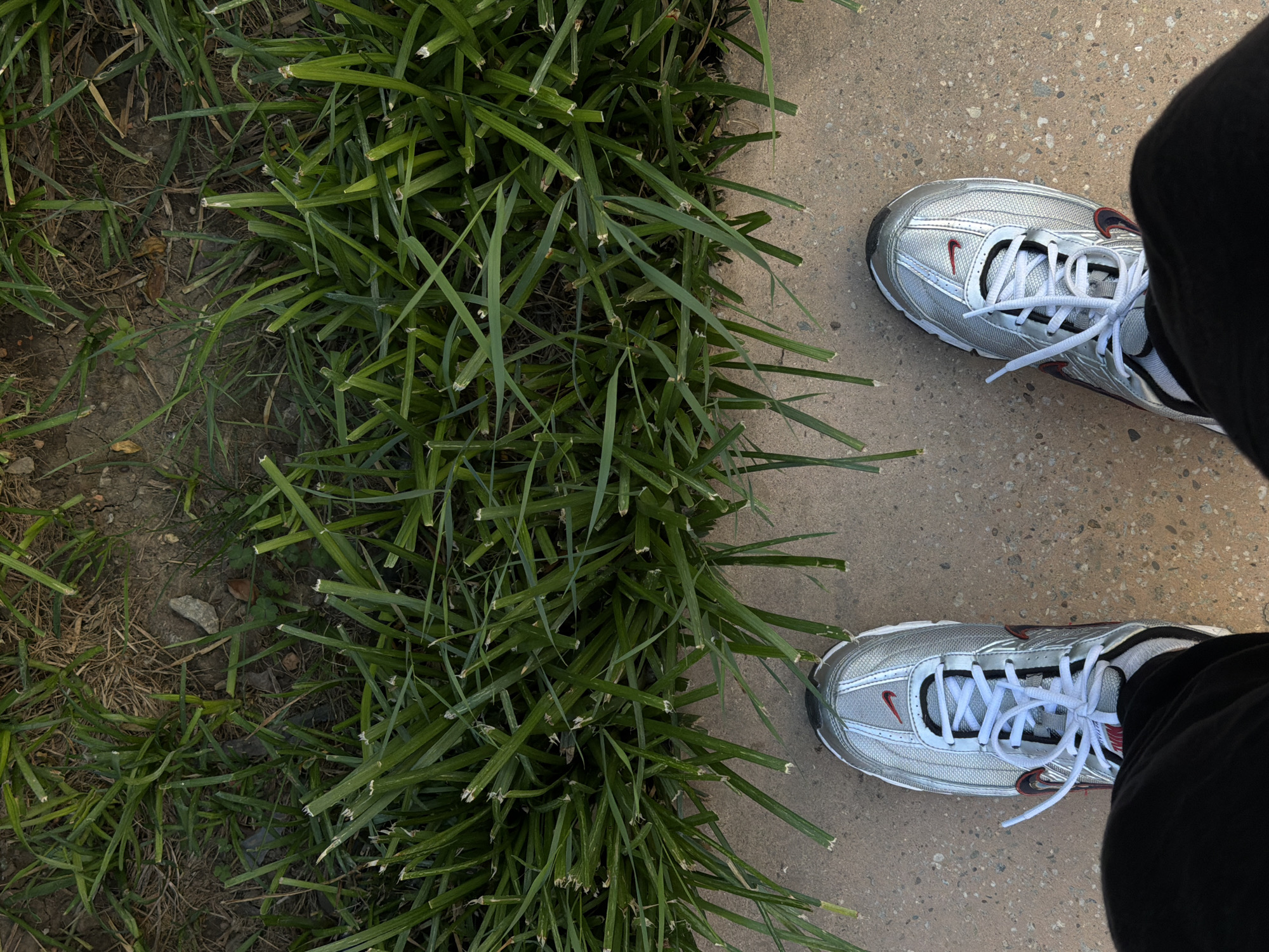 An overhead shot displays a person standing on a gray concrete surface, their silver and white Nike running shoes with red detailing are clearly visible. The individual is wearing black pants. A patch of dark green grass, consisting of long, somewhat flattened blades, borders the concrete area on the left. The location appears to be an outdoor setting. I have no information regarding the location in the city of Belgrade, Serbia.