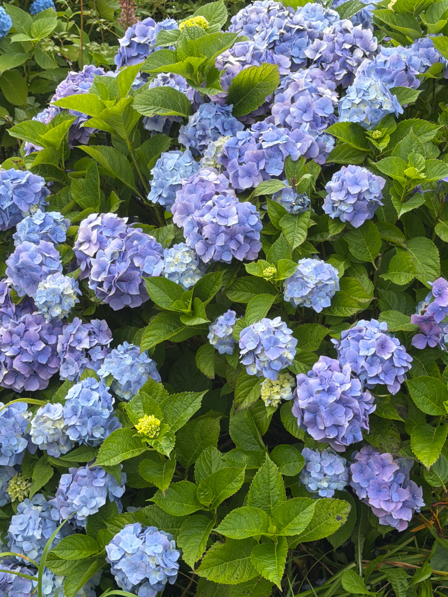This is a close-up, eye-level shot of a dense hydrangea bush in Yuzhno-Kurilsk, Russia. The bush is laden with numerous clusters of large, mophead-style hydrangea flowers in varying shades of blue and purple, with some hints of light green. The flowers are the primary subject, filling the frame. Lush, green hydrangea leaves provide a backdrop and surround the blooms. The lighting appears to be natural daylight, casting soft shadows. There are no people or animals visible in the image. The environment suggests an outdoor setting, likely a garden or park in Yuzhno-Kurilsk.