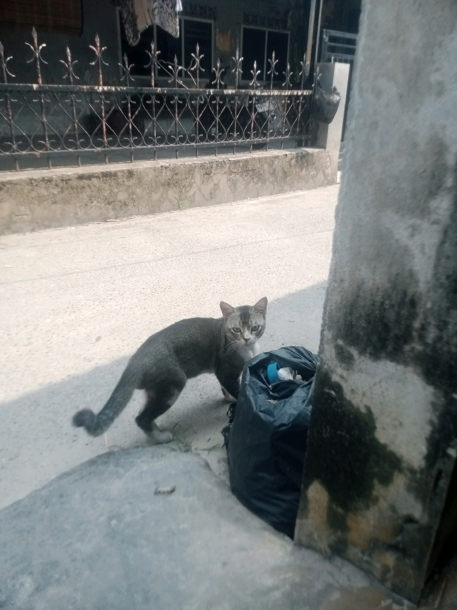 A medium shot captures a grey and white cat standing on an asphalt road. The cat faces the camera with its head tilted slightly, its green eyes appearing alert. To the right of the cat, a black plastic trash bag lies open, revealing some of its contents, including a blue plastic cap. In the foreground, a grey concrete object partially obstructs the view of the cat and trash bag. In the background, a black metal fence with ornate designs runs horizontally, separating the road from a building with a window and laundry hanging outside. The scene is lit by sunlight, casting shadows on the road. The presence of a trash bag and the architectural style of the fence suggest a residential or commercial area in Pekanbaru, Indonesia.