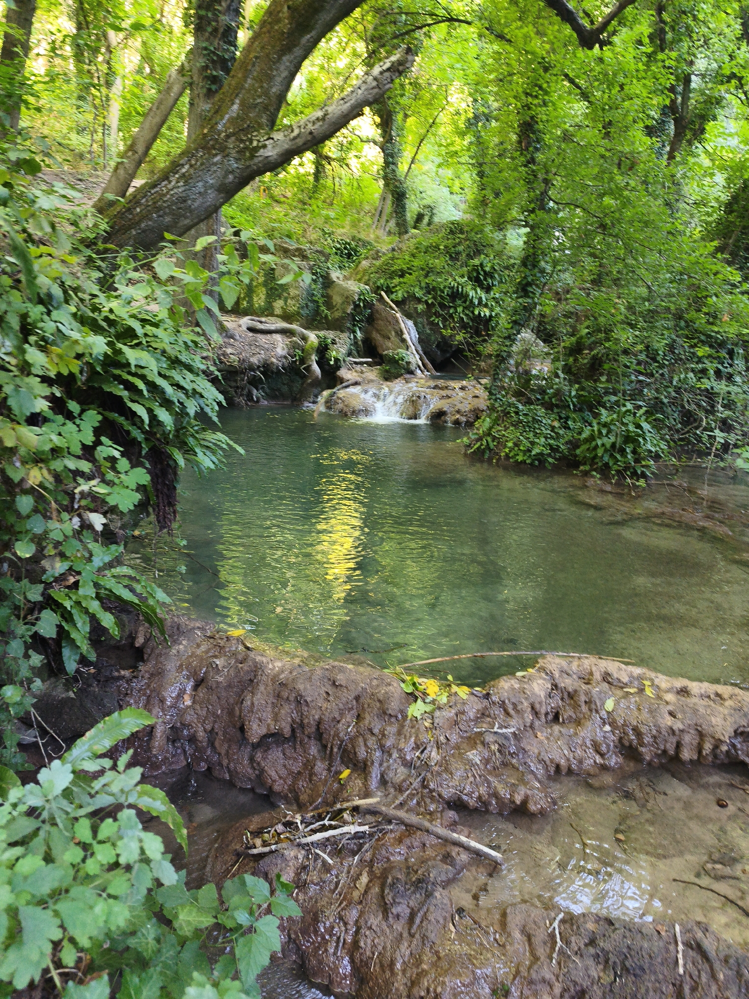 The image depicts a natural scene at the Krushuna Waterfalls in Krushuna, Bulgaria. A clear, shallow body of water with a greenish hue fills the central part of the frame. Sunlight reflects off the water's surface, creating bright yellow streaks. In the foreground, a rough, muddy embankment is visible, covered in fallen leaves and twigs. Lush green foliage, including ferns and other leafy plants, grows abundantly along the edges of the water and on the surrounding terrain. The background is dominated by a dense forest with tall trees, their branches and leaves creating a canopy. The overall impression is one of a tranquil, verdant natural environment.