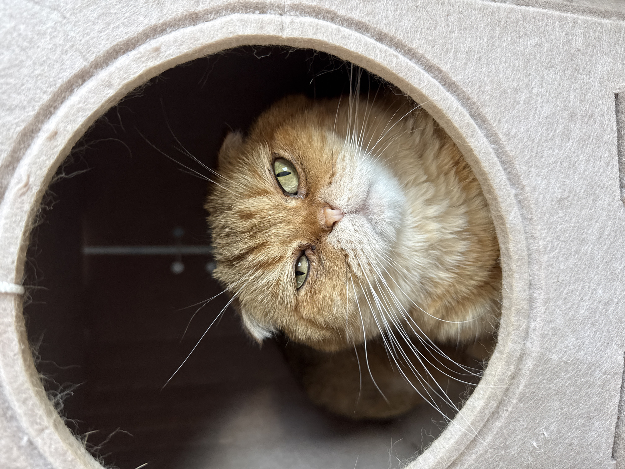 A Scottish Fold cat with golden-brown fur and green eyes is nestled inside a cylindrical cat bed. The cat's ears are folded down, and its whiskers are long and prominent. The cat bed is made of a soft, beige material and is positioned indoors. The background inside the cat bed is dark brown. The image is a medium shot of the cat's face and upper body.