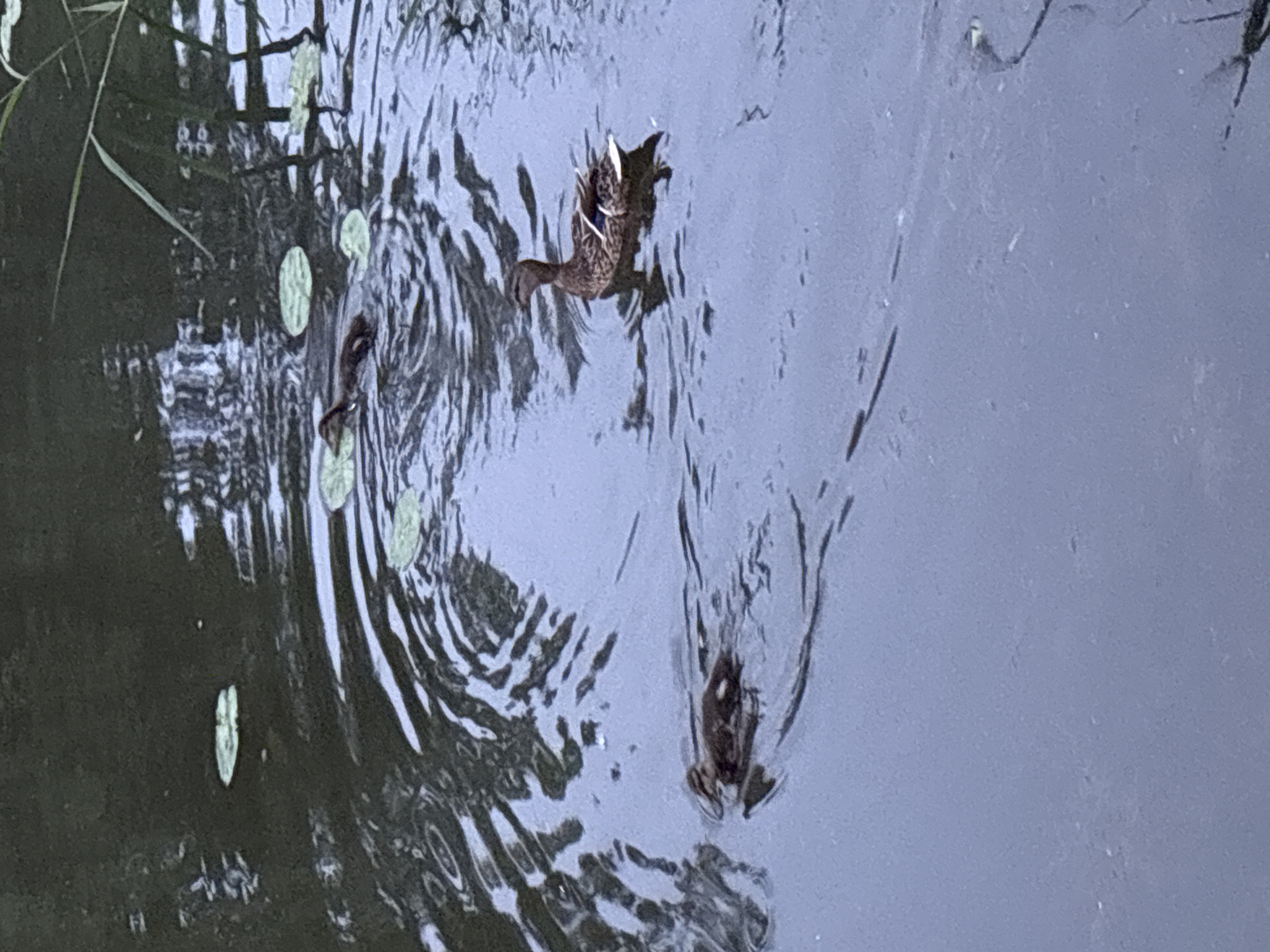 The image, taken in Saint Petersburg, Russia, depicts an adult duck and two ducklings swimming on a dark, rippled body of water. The adult duck, exhibiting mottled brown plumage, is positioned in the middle-right of the frame, facing left. Two smaller, brown ducklings follow behind and to its left, creating visible wakes on the water's surface. Several small, green lily pads are scattered across the water, particularly in the upper and middle sections. Tall, slender green reeds are visible along the far bank in the upper right. The water's surface is dark, reflecting an overcast sky or subdued lighting conditions.