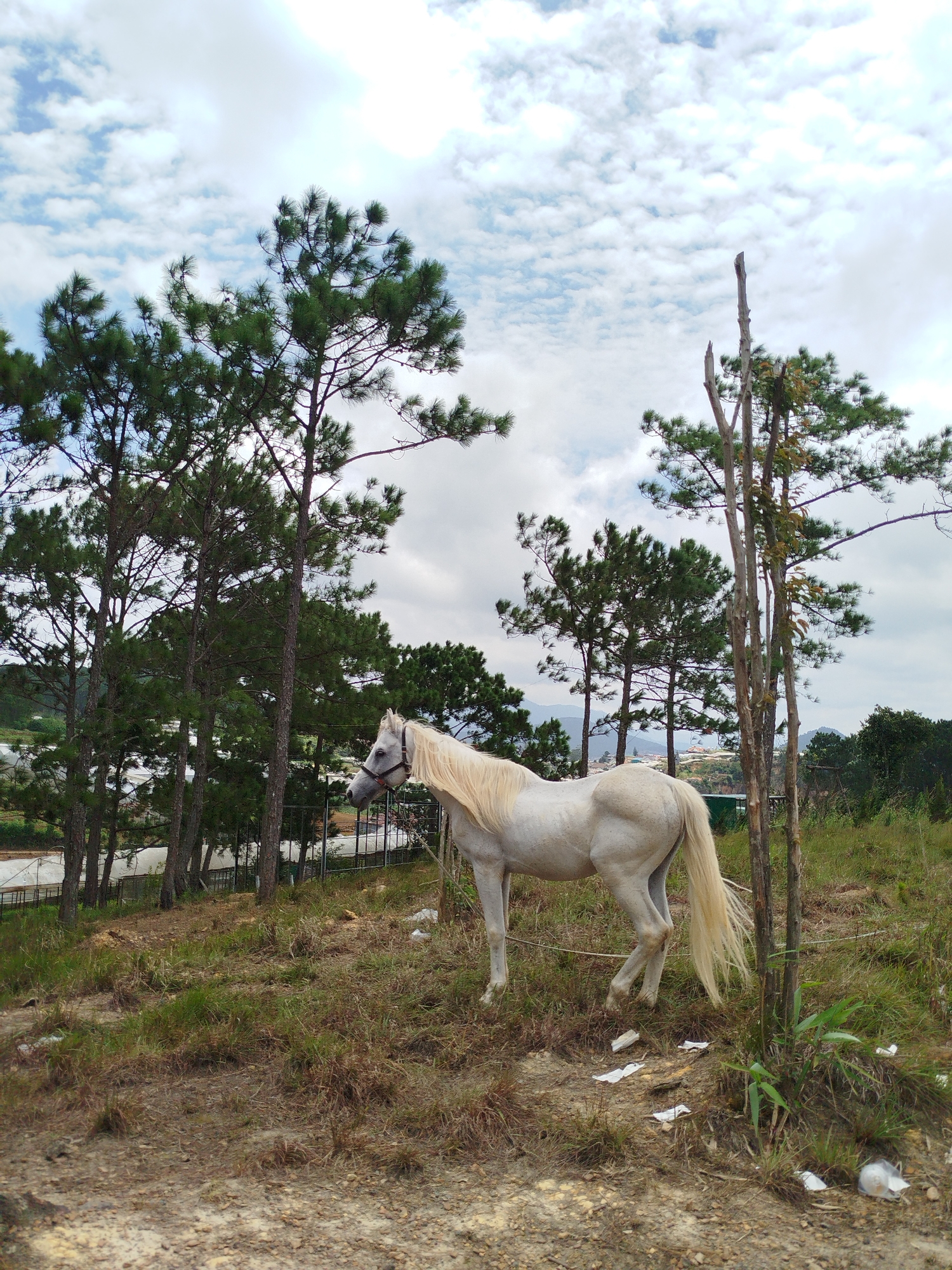 A white horse stands in a grassy, uneven field under a cloudy sky. The horse is facing to the right, its head slightly lowered. It has a flowing white mane and tail and is wearing a dark bridle. Behind the horse, a line of tall pine trees runs diagonally across the middle ground. In the distance, a fence can be seen, and beyond that, greenhouses and a hillside are visible. Several dead branches from trees are present in the foreground and midground. The ground is a mixture of dirt and dry grass, with some scattered white debris, possibly trash. The location is identified as Xuân Thành, Vietnam.