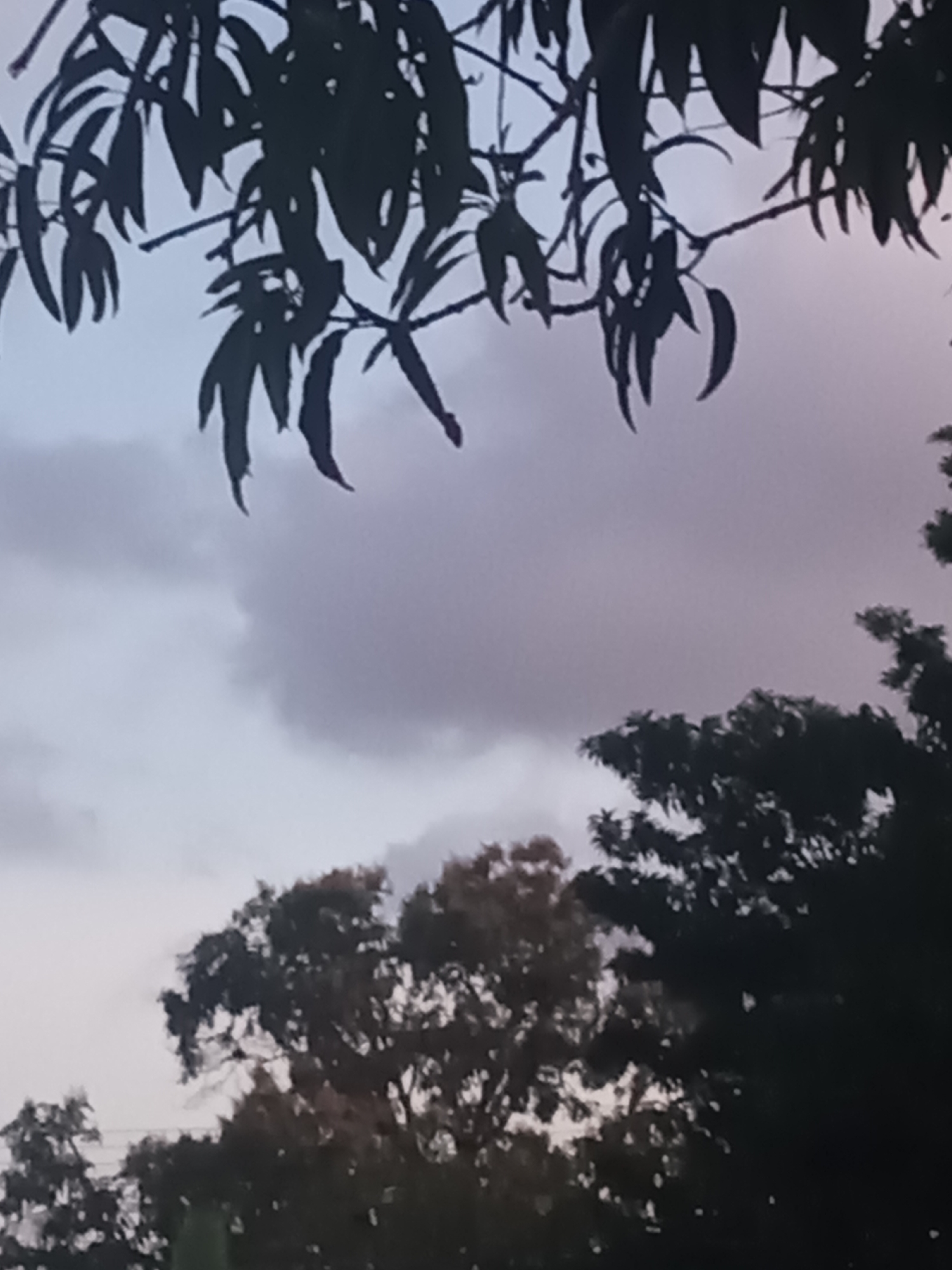 The scene depicts an outdoor environment in Juan Griego, Venezuela, under an overcast sky. The upper portion of the image is dominated by the silhouetted branches and elongated leaves of a tree, dark against the lighter sky. Below these foreground branches, a sky with varying shades of grey and purple clouds is visible, including a prominent, denser cloud formation in the upper-mid section. The lower portion of the image reveals the dark, silhouetted canopies of additional trees, suggesting a landscape with substantial foliage. No individuals or man-made structures are discernible. The lighting suggests either an overcast day or twilight conditions.
