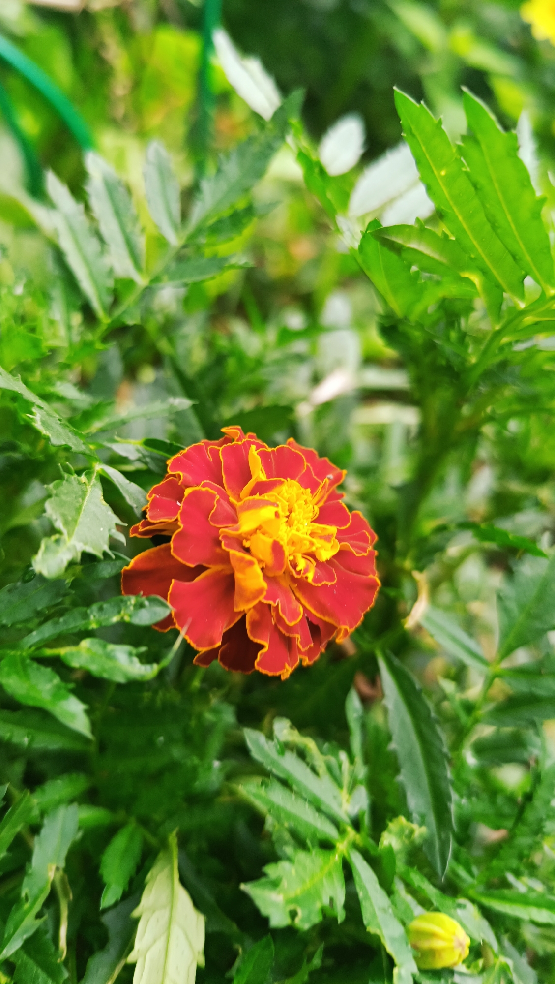 The image shows a close-up view of a single marigold flower with red and yellow petals, surrounded by green foliage. The flower is in focus and occupies the center of the frame, while the background is blurred. There are no people, buildings, or any other discernible features of the city of Karsha, Russia, present in the image. The environment appears to be a garden or a natural setting with lush greenery.