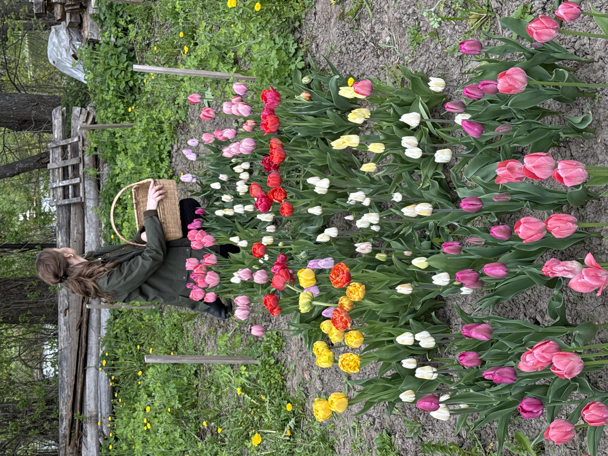A woman stands in a tulip field, holding a basket. The tulips are arranged in rows and display various colors including pink, red, white, and yellow. The background includes trees, grass, and a fence. The location is near Sapronovo, Russia.