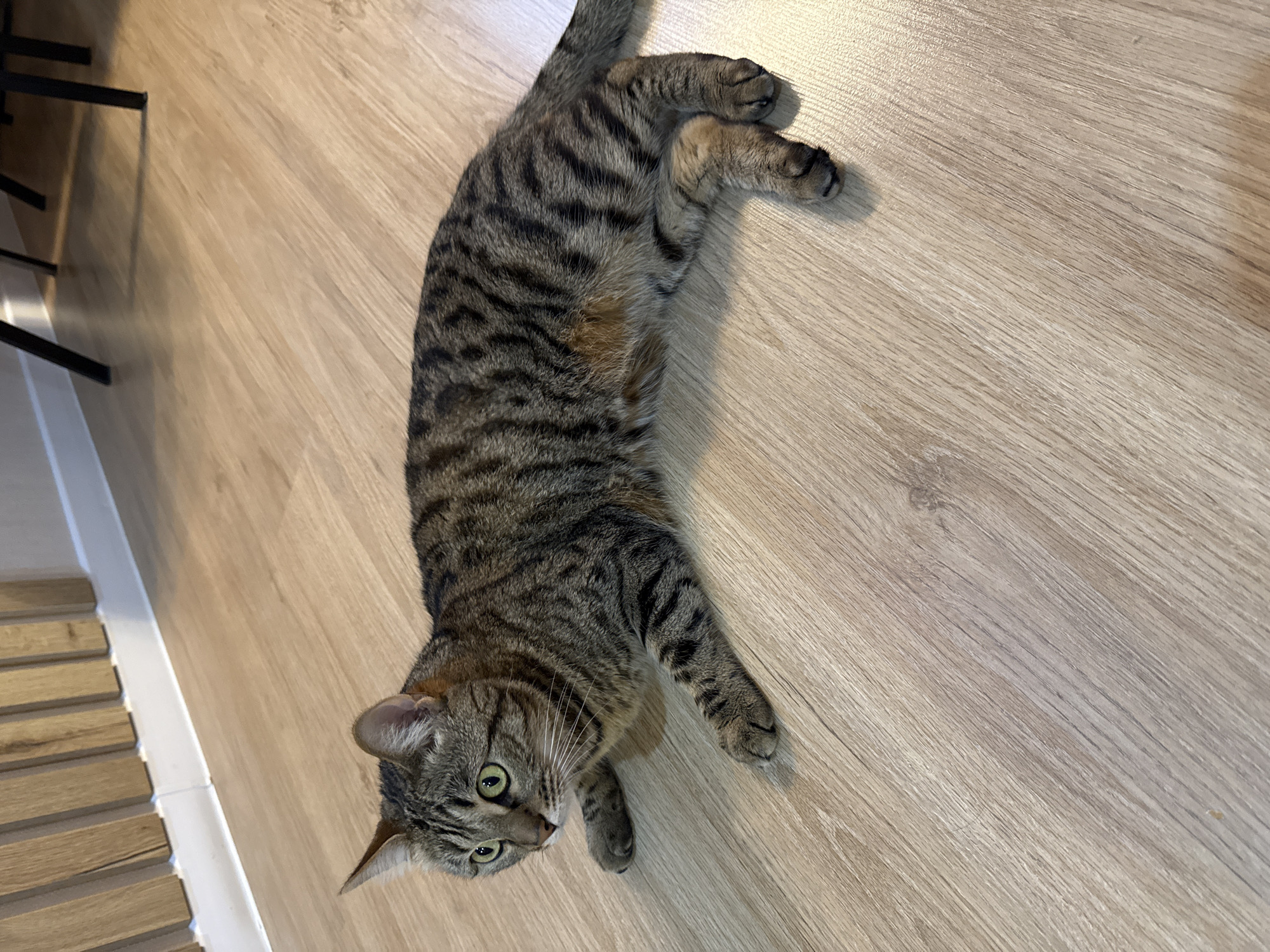 A tabby cat with green eyes is lying on a light-colored wooden floor. The cat is facing left, with its front paws extended and its hind legs tucked beneath its body. Its fur is a mix of brown, black, and gray stripes. The background shows a wooden wall with vertical slats and a white baseboard. There are also dark legs of furniture visible in the upper right corner. The lighting suggests an indoor environment.