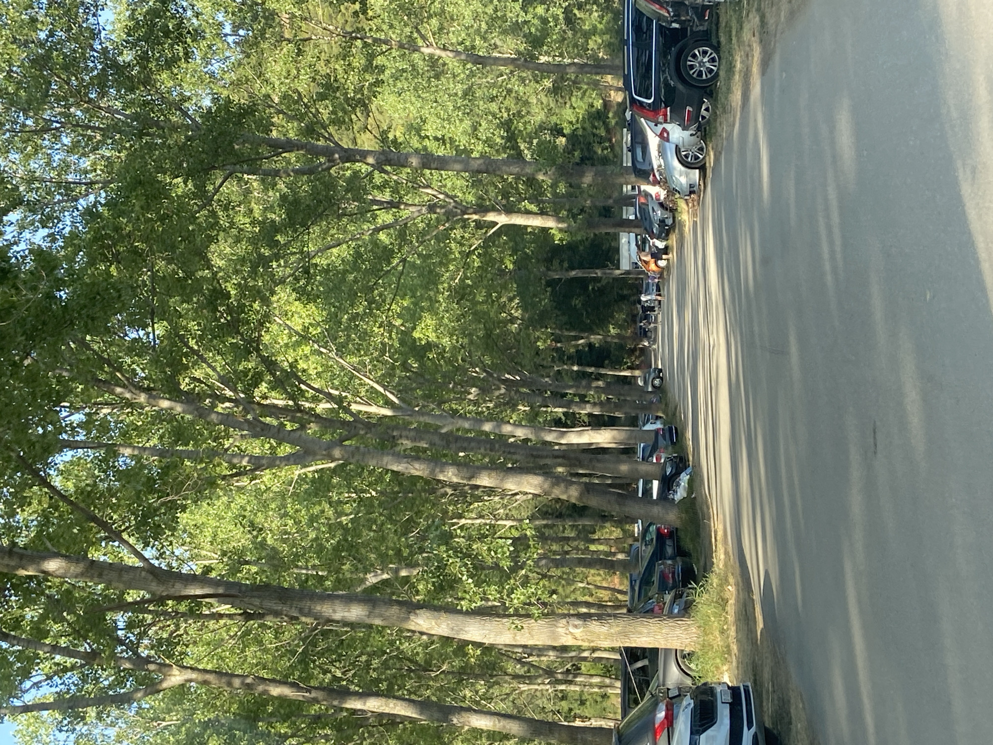 The image shows a parking lot lined with tall trees in Prijevor, Montenegro. Several cars are parked on the side of the paved road. In the distance, a group of people are visible, some walking and some standing. The trees create a canopy overhead, casting shadows on the road. The environment appears to be a natural setting, possibly a park or a recreational area.