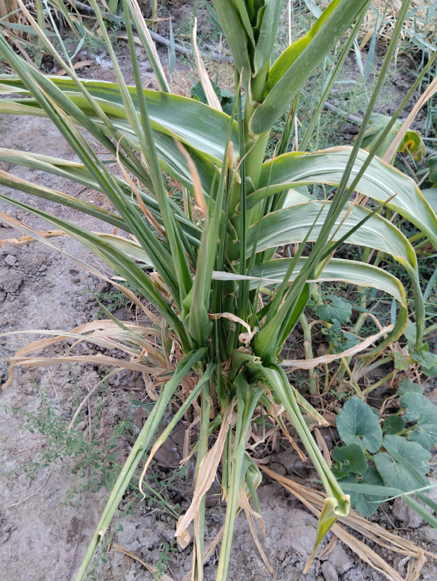 A medium close-up shot captures a stalk of green corn with dry, brown leaves at its base, situated in the city of Qanlikul, Uzbekistan. The corn stalk is the primary subject, with its vibrant green leaves and stalks dominating the center of the frame. The ground beneath is dry, cracked earth, interspersed with patches of small, green weeds and some larger, heart-shaped green leaves, possibly from a squash plant. The overall impression is one of dry, arid conditions, with the corn plant appearing somewhat wilted at its lower extremities. The lighting is natural and appears to be from an overhead source, casting subtle shadows on the ground. There are no people or animals visible in the image. The background is softly blurred, showing more dry ground and vegetation.