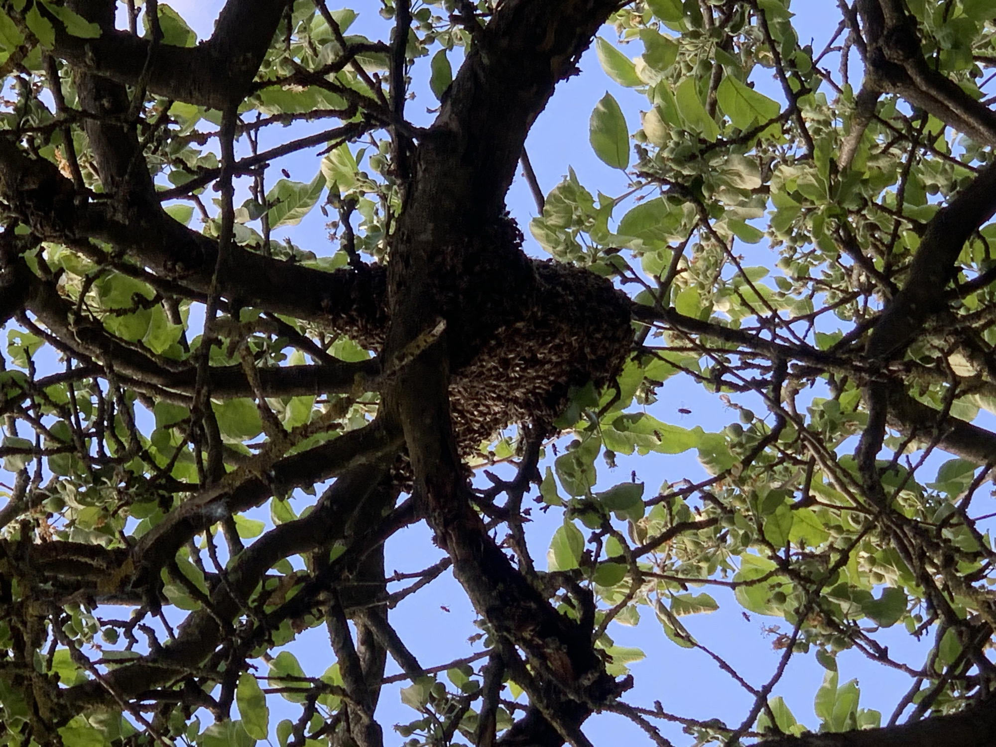 A cluster of bees hangs from a tree branch in Hrodna, Belarus. The tree has green leaves and developing fruit, set against a blue sky visible through the branches. The bees are congregated tightly together, forming a dense mass around the branch.