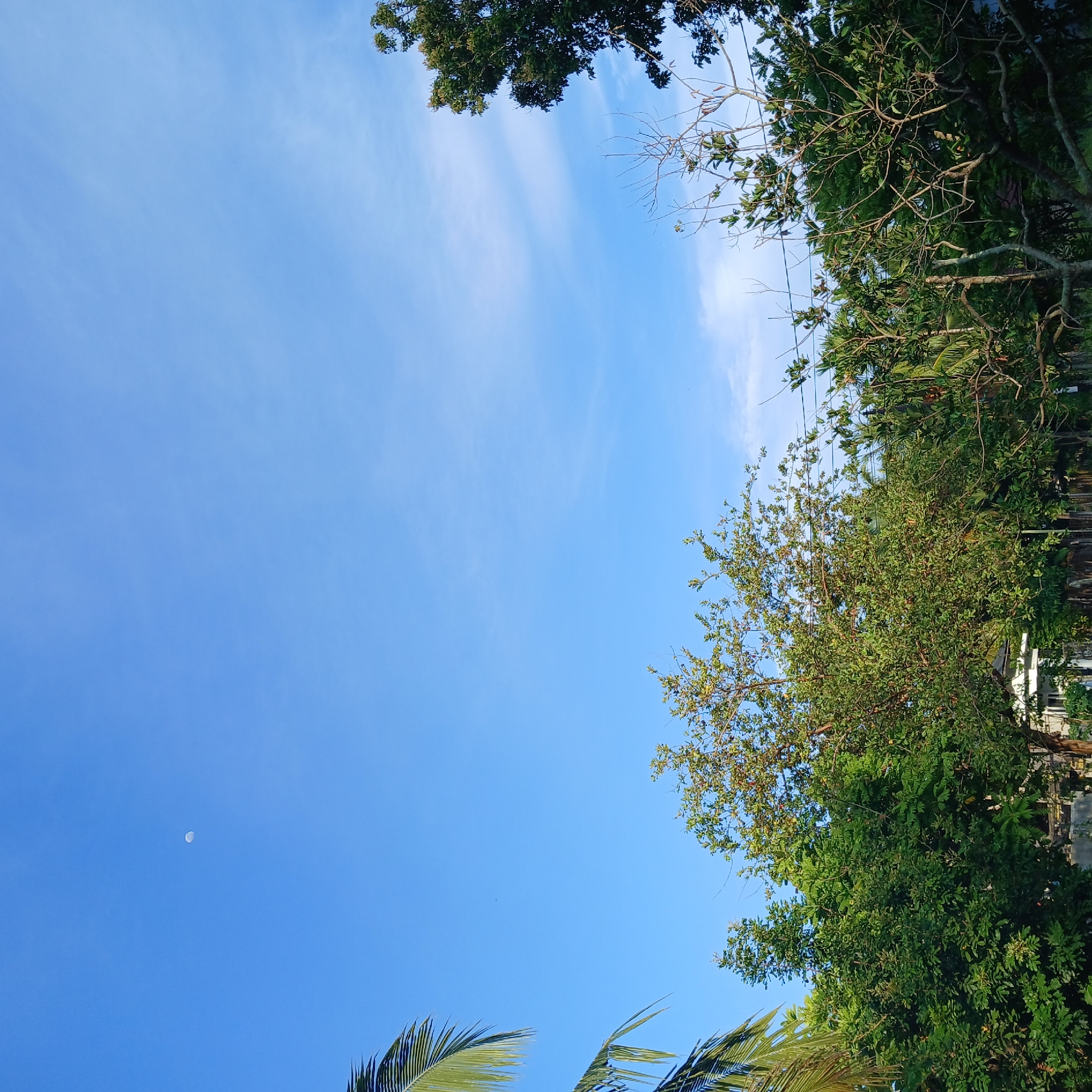 The image shows a clear blue sky with a crescent moon visible in the upper left quadrant. A variety of trees with lush green foliage dominate the lower half of the frame, with some bare branches of a deciduous tree in the foreground. In the background, a white building with a pitched roof can be partially seen peeking through the trees. The scene appears to be an outdoor setting in a semi-rural or residential area, likely in Tanjongan, Indonesia, given the presence of tropical vegetation and the style of the building. There are no people or animals visible in the image, and no discernible actions or interactions are taking place. The overall impression is a peaceful daytime scene with natural elements.