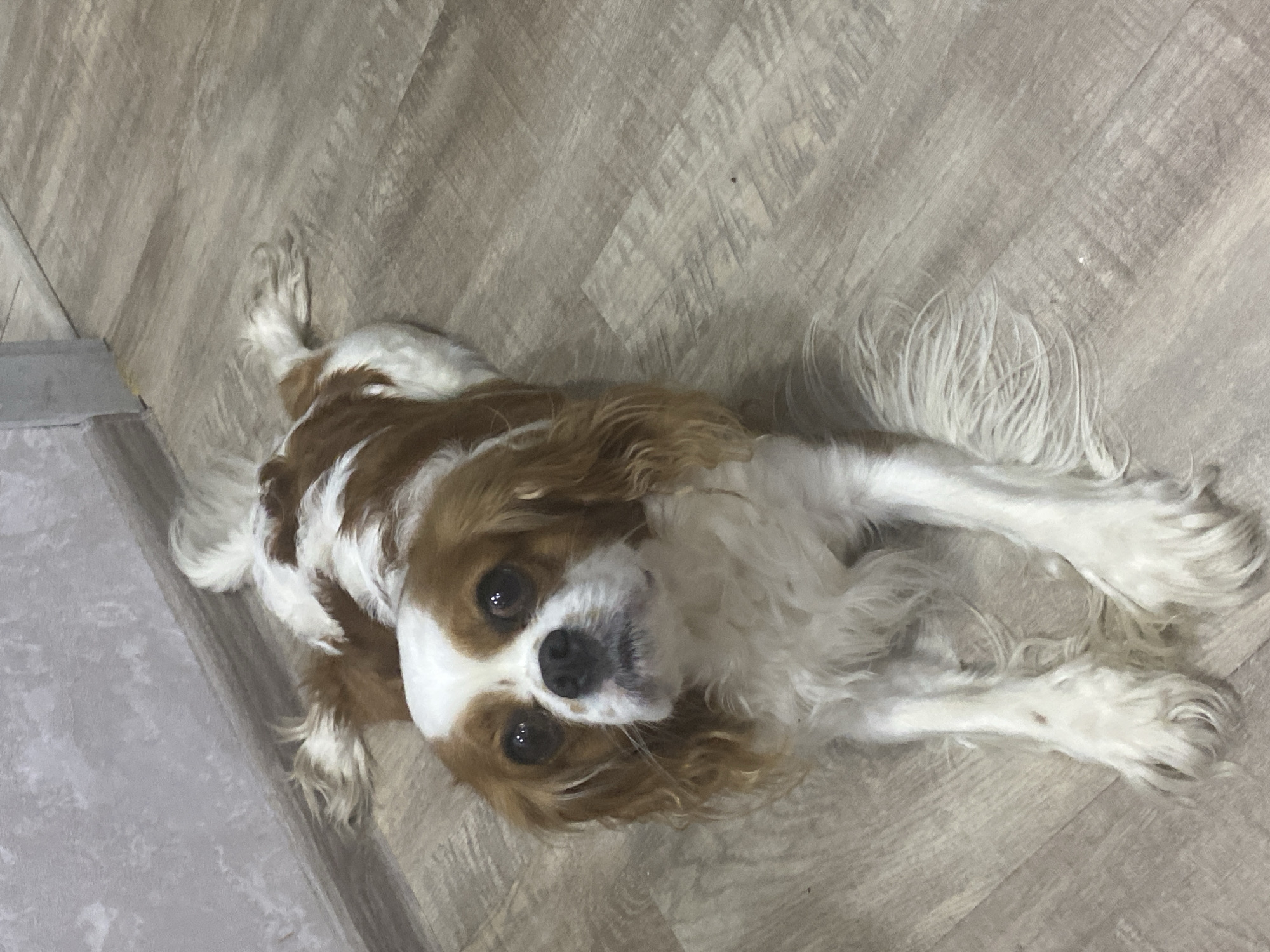 A Cavalier King Charles Spaniel with brown and white fur is lying on a light wood-grain floor. The dog is facing the camera with its head tilted slightly. Its eyes are dark and appear to be looking up. The dog's body is stretched out, and its paws are extended in front of it. The background consists of a light-colored wall with a textured pattern. The scene appears to be indoors, likely in a residential setting. The lighting is dim, casting soft shadows.