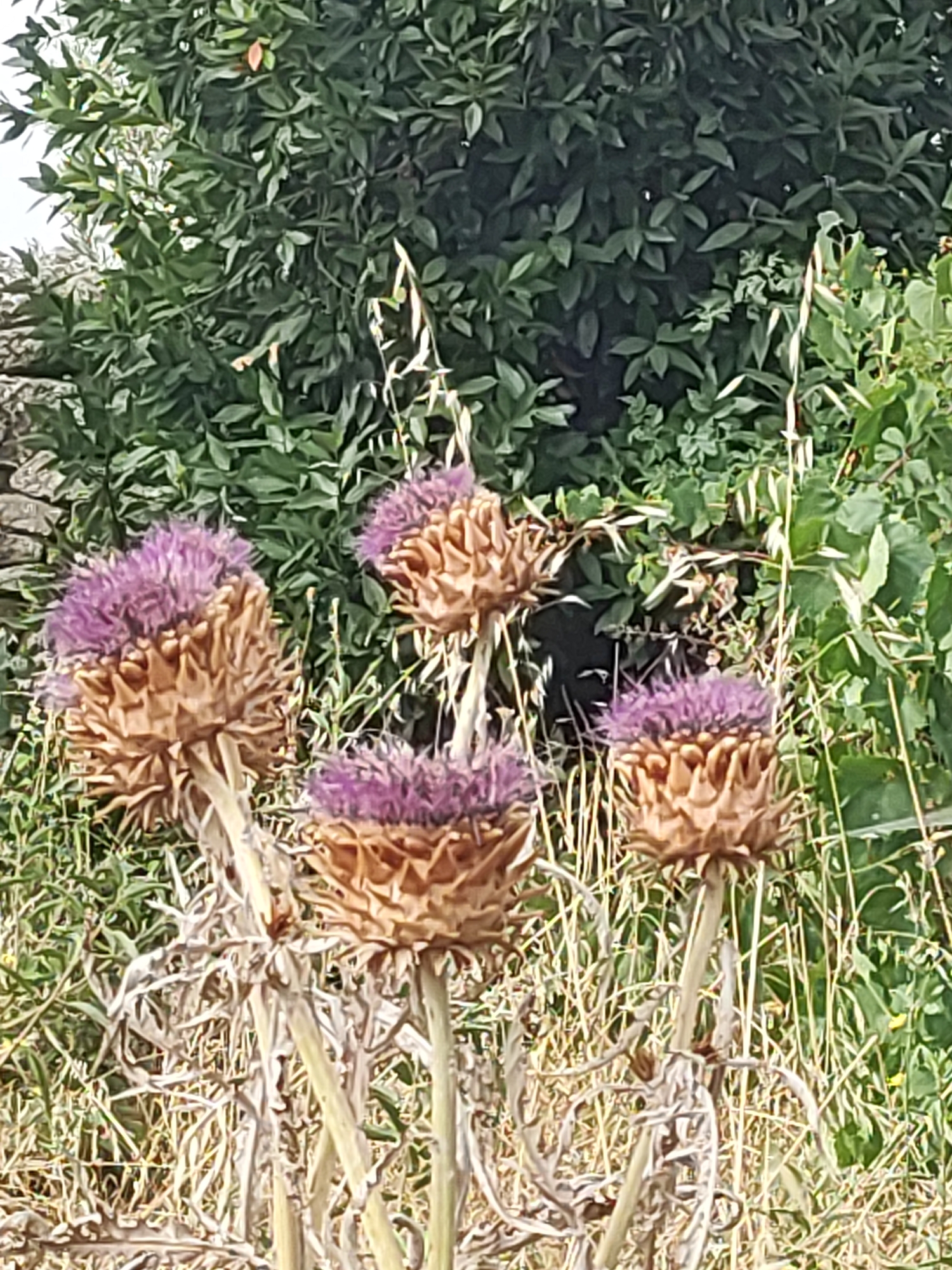 In the city of Sobradillo, Spain, four purple thistle flower heads with brown, spiky bases are in the foreground. They are supported by dry, spindly stalks. Behind the thistles, dense green foliage forms a backdrop, with hints of a stone wall on the far left. The overall scene is outdoors, with natural light.