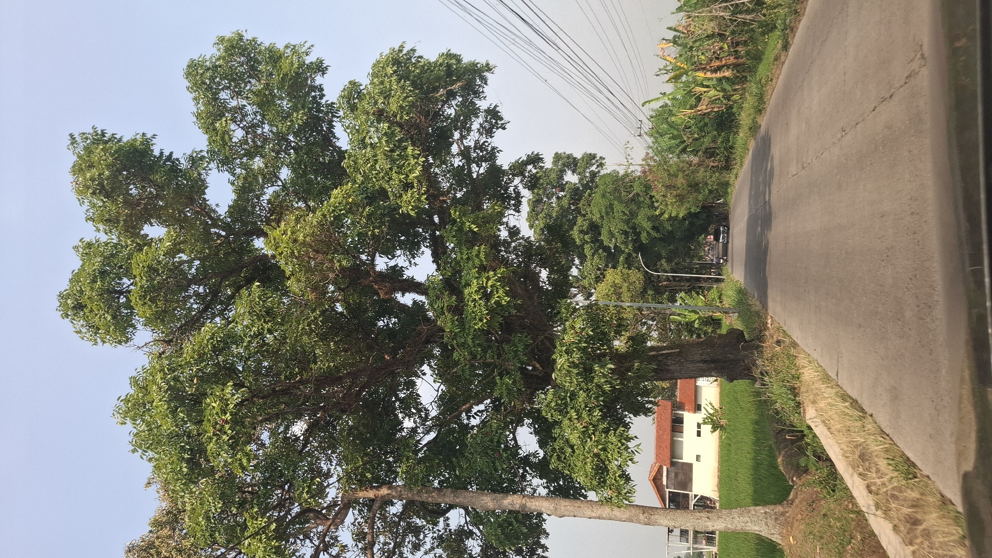This image depicts a road in Sukasari, Indonesia, lined with lush trees and vegetation. On the left side of the road, a large, mature tree with dense green foliage dominates the foreground, casting a shadow. Adjacent to the tree is a house with a red tiled roof and white walls, situated next to a vibrant green rice paddy. The road itself is paved and appears to be a two-lane street. Further down the road, a few vehicles, including a dark-colored car, are visible. Utility poles with power lines stretch across the upper right portion of the frame, and banana trees with large leaves grow along the right edge of the road. The sky is clear and a pale blue, suggesting a daytime scene. The perspective indicates the photo was taken from inside a vehicle, looking forward.