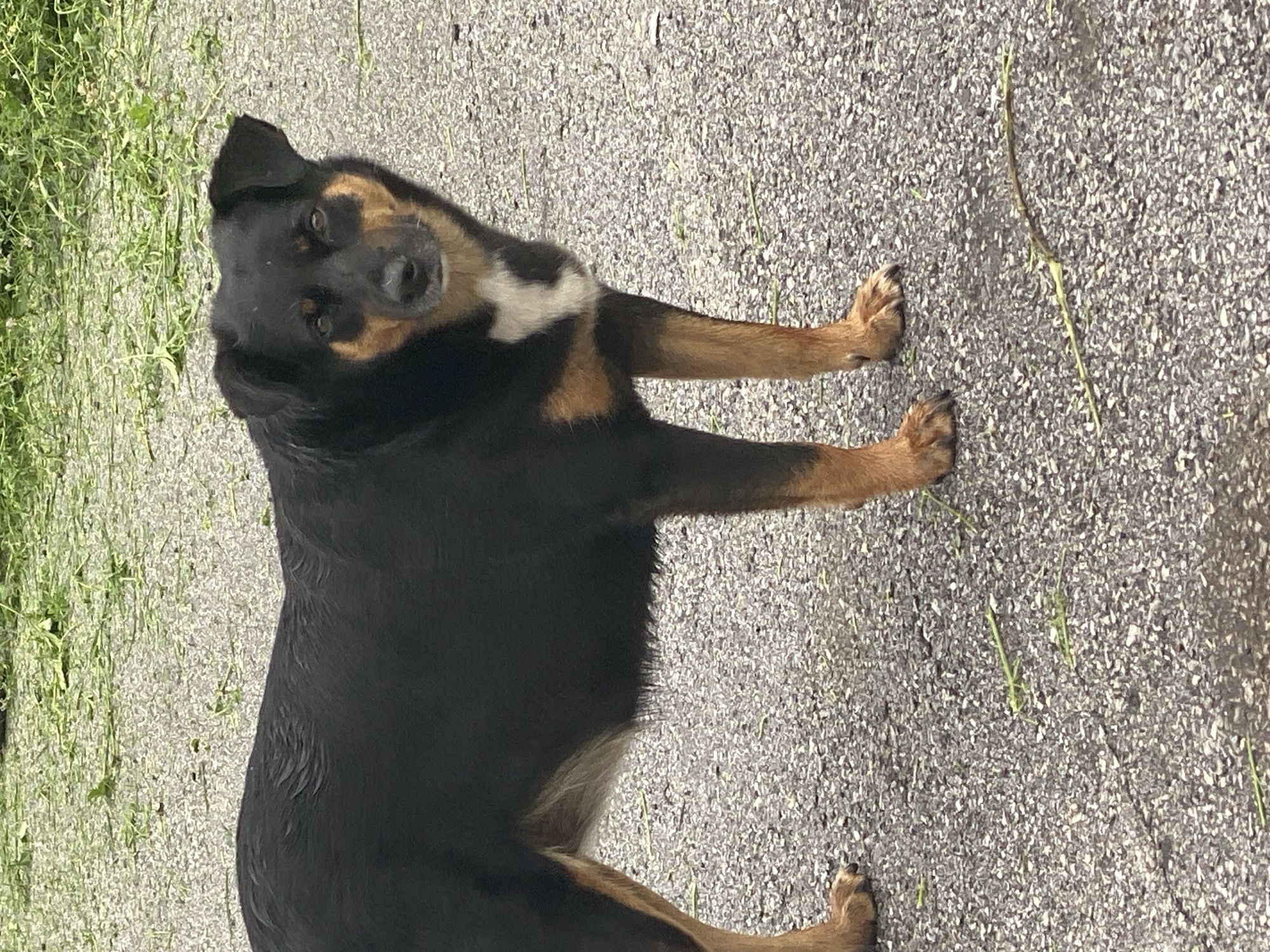 A medium-sized black and tan dog with floppy ears stands on an asphalt surface. The dog is facing the camera and has a white patch of fur on its chest. The background is blurred and appears to be grass and vegetation. The scene is outdoors and appears to be a residential or semi-rural area. The dog is the sole subject of the image. There are no visible people or other animals. The asphalt is speckled with small green debris, possibly grass clippings. A thin, light-colored stick lies on the ground in the foreground. The lighting suggests it is daytime, possibly overcast given the lack of strong shadows. The overall impression is of an ordinary domestic dog in an outdoor setting.