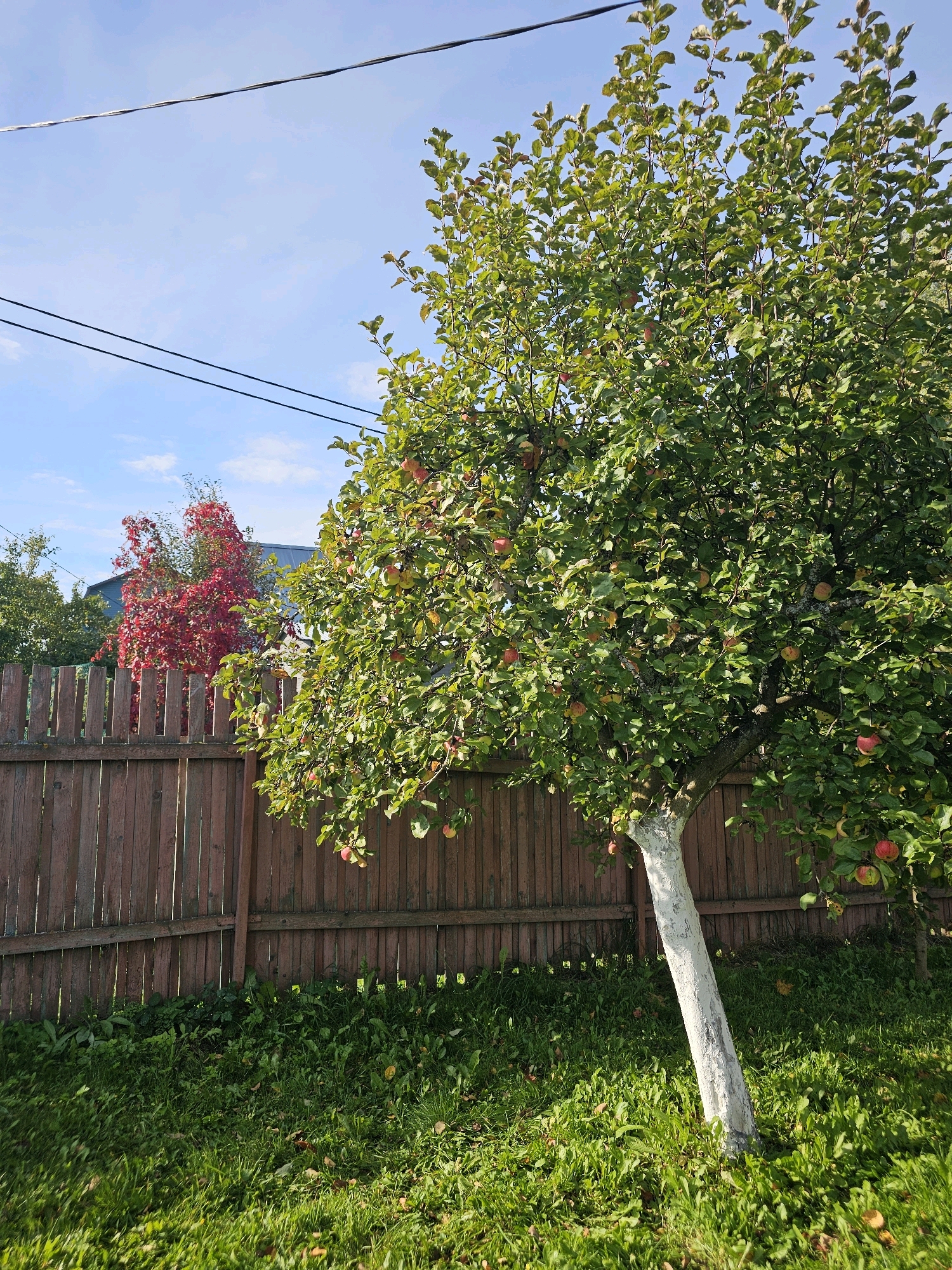 The image depicts a sunlit outdoor scene featuring an apple tree laden with fruit in the foreground, positioned in front of a rustic wooden fence. The tree's trunk is whitewashed, and its branches are covered in green leaves and red apples. Behind the apple tree, a tree with vibrant red foliage is visible. A clear blue sky with a few wispy clouds forms the background, intersected by two dark electrical wires. The ground is covered in green grass, with scattered fallen leaves. The scene appears to be in a rural setting, possibly a backyard or garden in Chukholovo, Russia, given the presence of the fence, trees, and overhead wires, typical of a residential area. No people are present in the image.