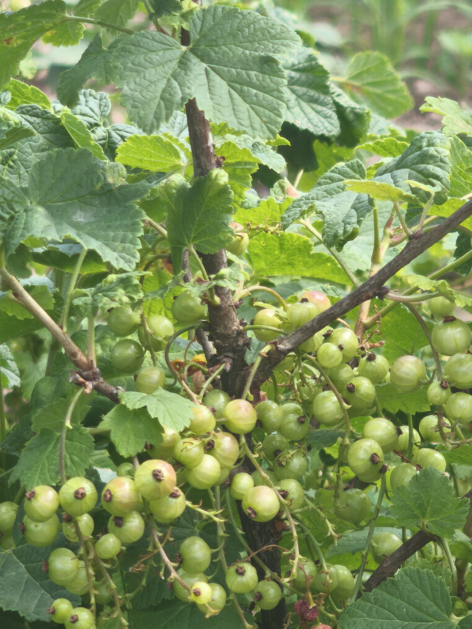 A cluster of unripe green currants hangs from a woody branch, surrounded by lush green leaves. The currants are round and plump, some still showing a hint of reddish blush. The branches are brown and gnarled, indicating a mature plant. The background is softly blurred, suggesting an outdoor environment, likely a garden or natural setting within the city of Kady, Russia. No people or animals are visible. The image captures a moment of natural growth, focusing on the developing fruit and foliage of the currant bush.