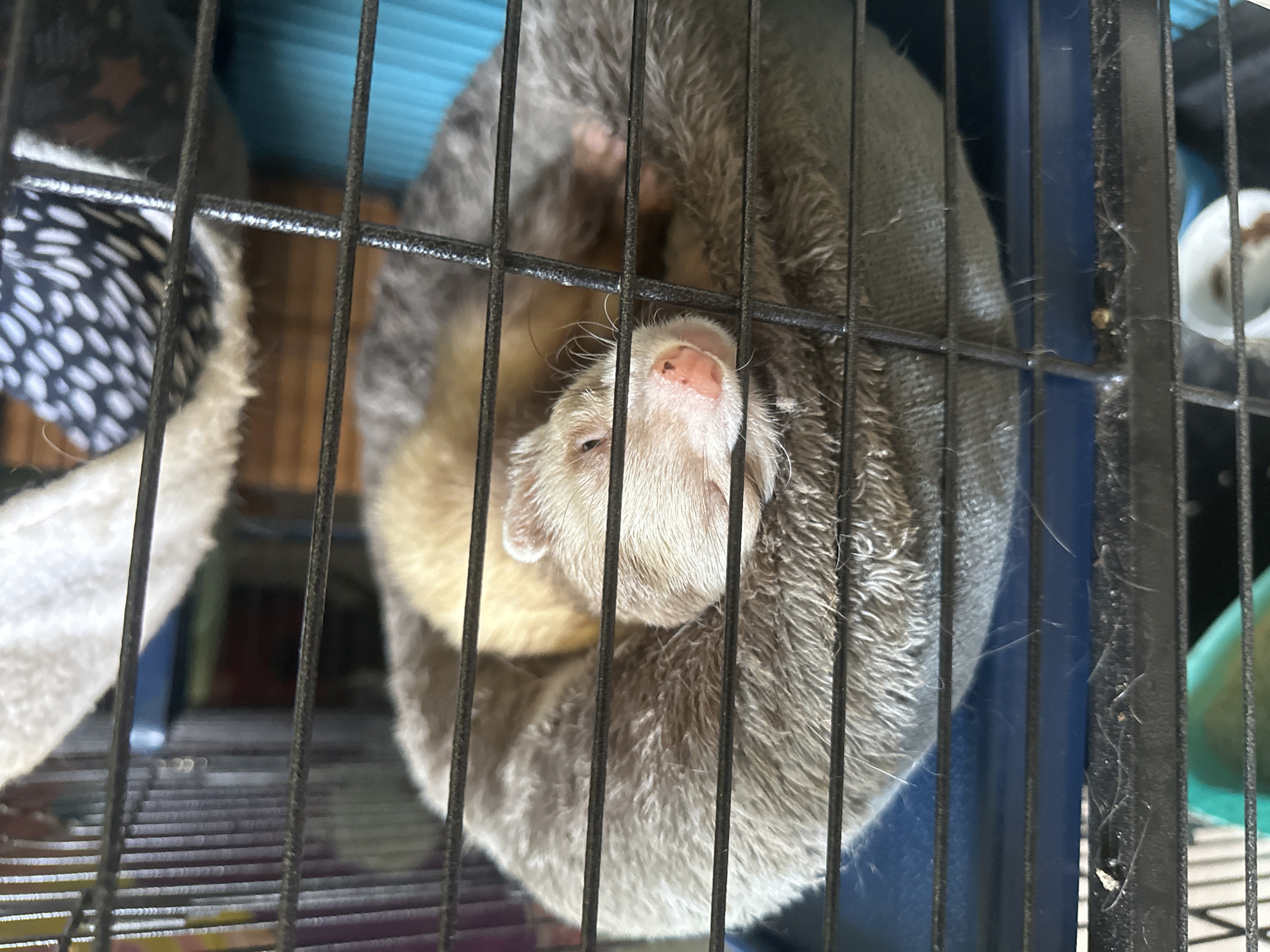 A light-colored ferret is curled up asleep in a round, fuzzy bed within a black metal cage. The ferret's fur is a creamy yellow, with pink accents on its nose and ears. Behind the ferret, out of focus, is a blue plastic surface and a white and black patterned fabric item. The image is framed by the bars of the cage. No specific location in Plovdiv, Bulgaria can be determined from the image.