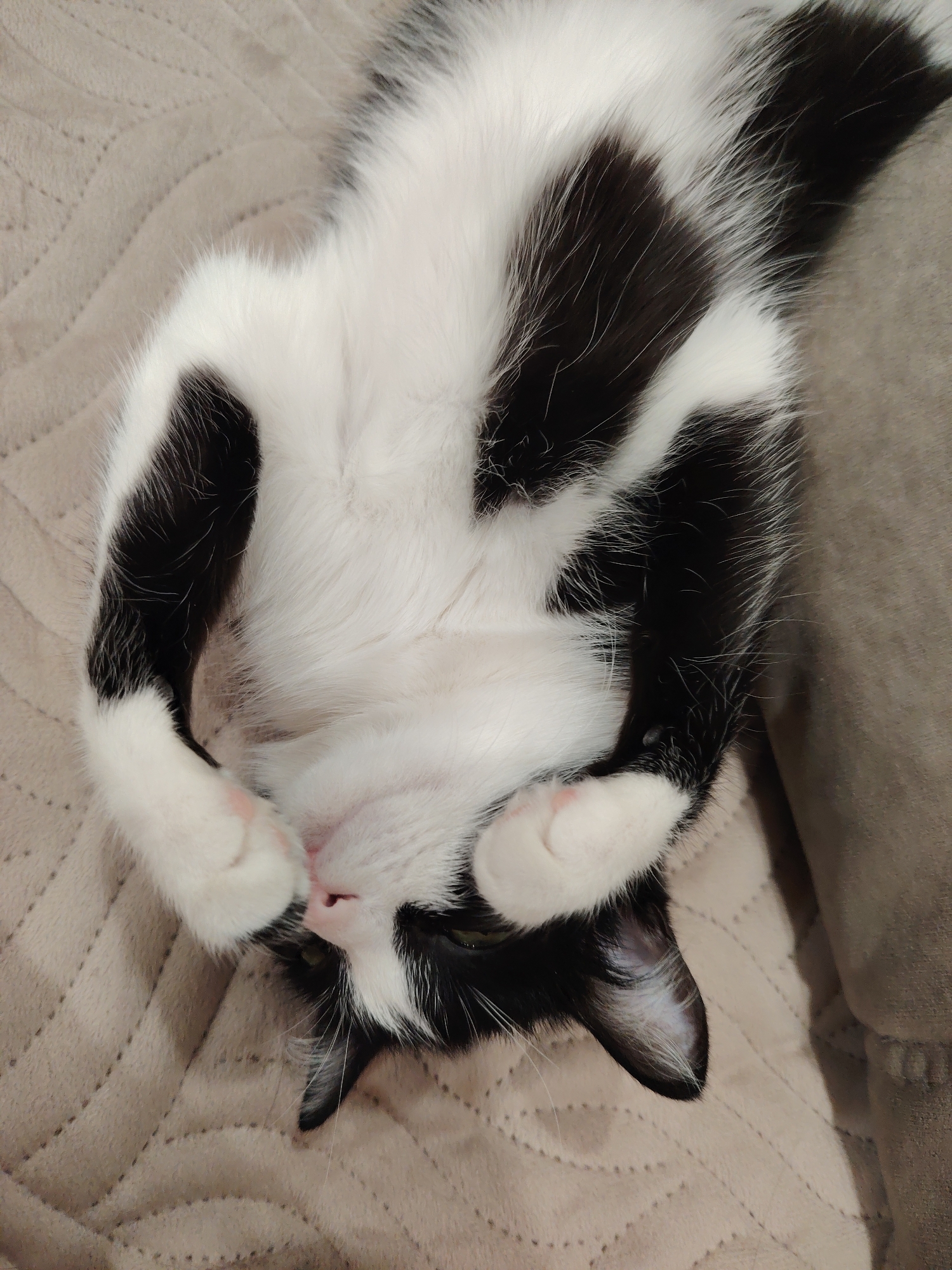 A black and white cat is lying on its back on a tan quilted blanket or upholstered surface. The cat has its paws curled near its face. The background is out of focus. The location is Unknown, Unknown.