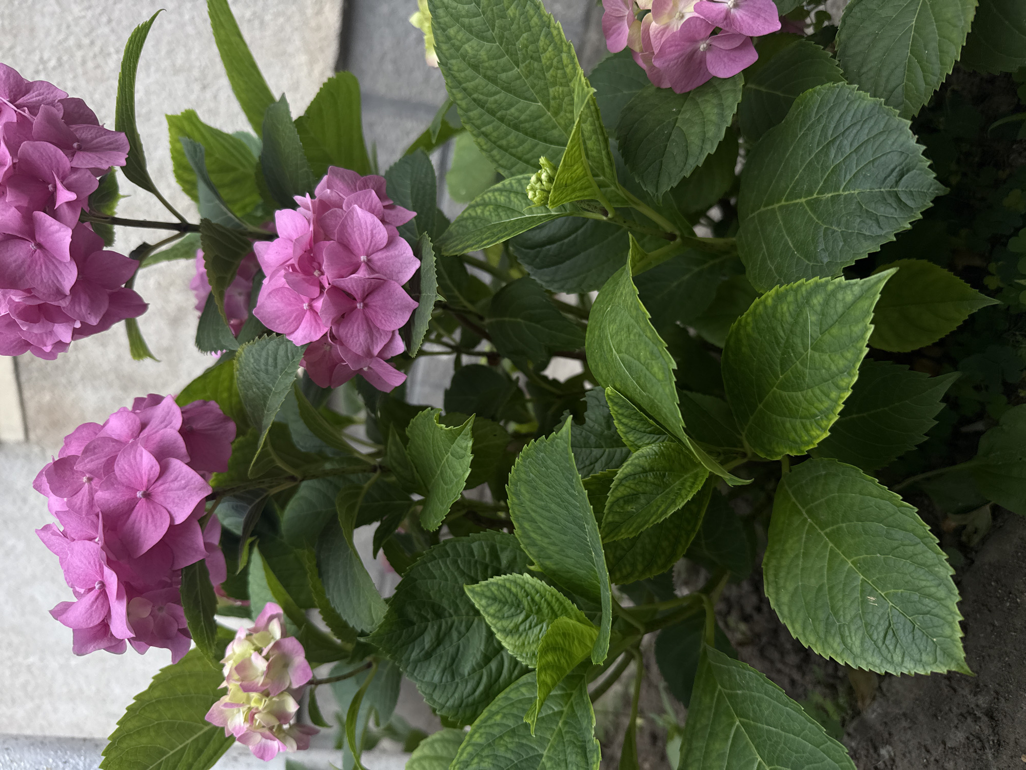 The image shows a close-up of a blooming pink hydrangea plant with lush green leaves. Several clusters of pink flowers are visible, some in full bloom and others in various stages of development. The leaves are broad, serrated, and have prominent veins. The plant is situated outdoors, with a neutral-colored building or wall in the background. The ground beneath the plant appears to be soil and possibly some small pebbles. There are no people, animals, or other discernible objects or actions in the image. The lighting suggests it is daytime, possibly overcast. The scene depicts a section of a garden or yard, characteristic of many residential areas within Uzhhorod, Ukraine, known for its greenery and floral displays.
