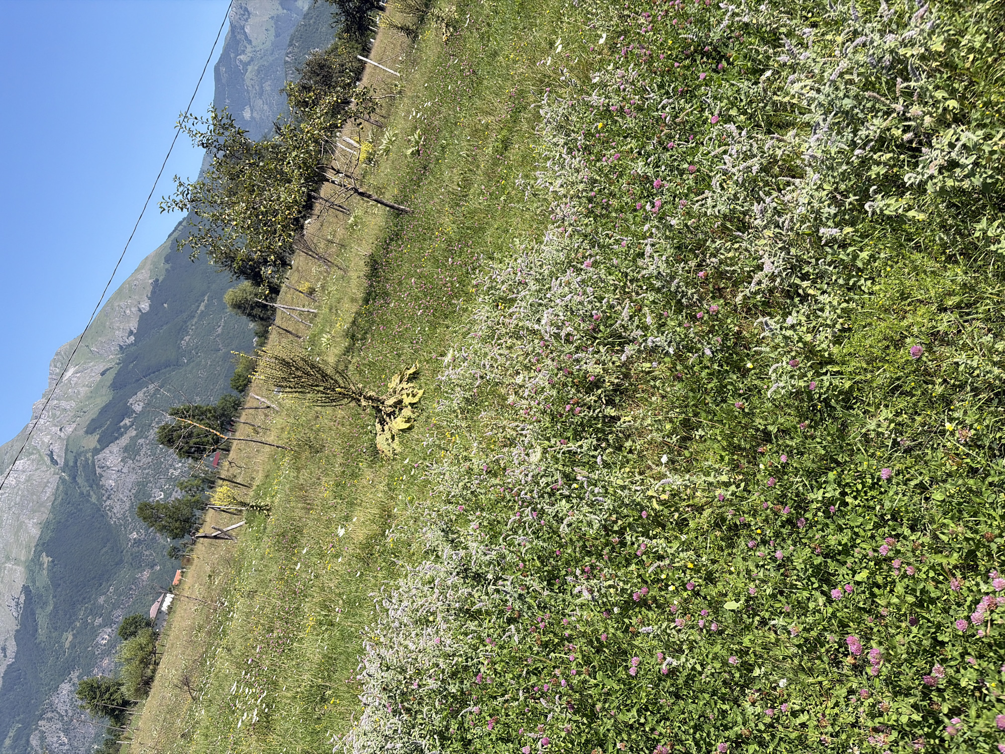 This is an eye-level, full-shot photograph of a grassy hillside dotted with wildflowers. The hillside slopes upward from the foreground to the background, where mountains dominate the scene. In the foreground, a dense patch of pink clover and white wildflowers covers the ground. Scattered throughout the grass are small yellow flowers. A few trees are visible on the hillside, along with a rustic wooden fence. In the far background, several buildings with red roofs are nestled amongst the trees, suggesting a small village or rural settlement. The sky is a clear, bright blue. The overall impression is of a peaceful, natural landscape. This landscape is located in the city of Gusinje, Montenegro.