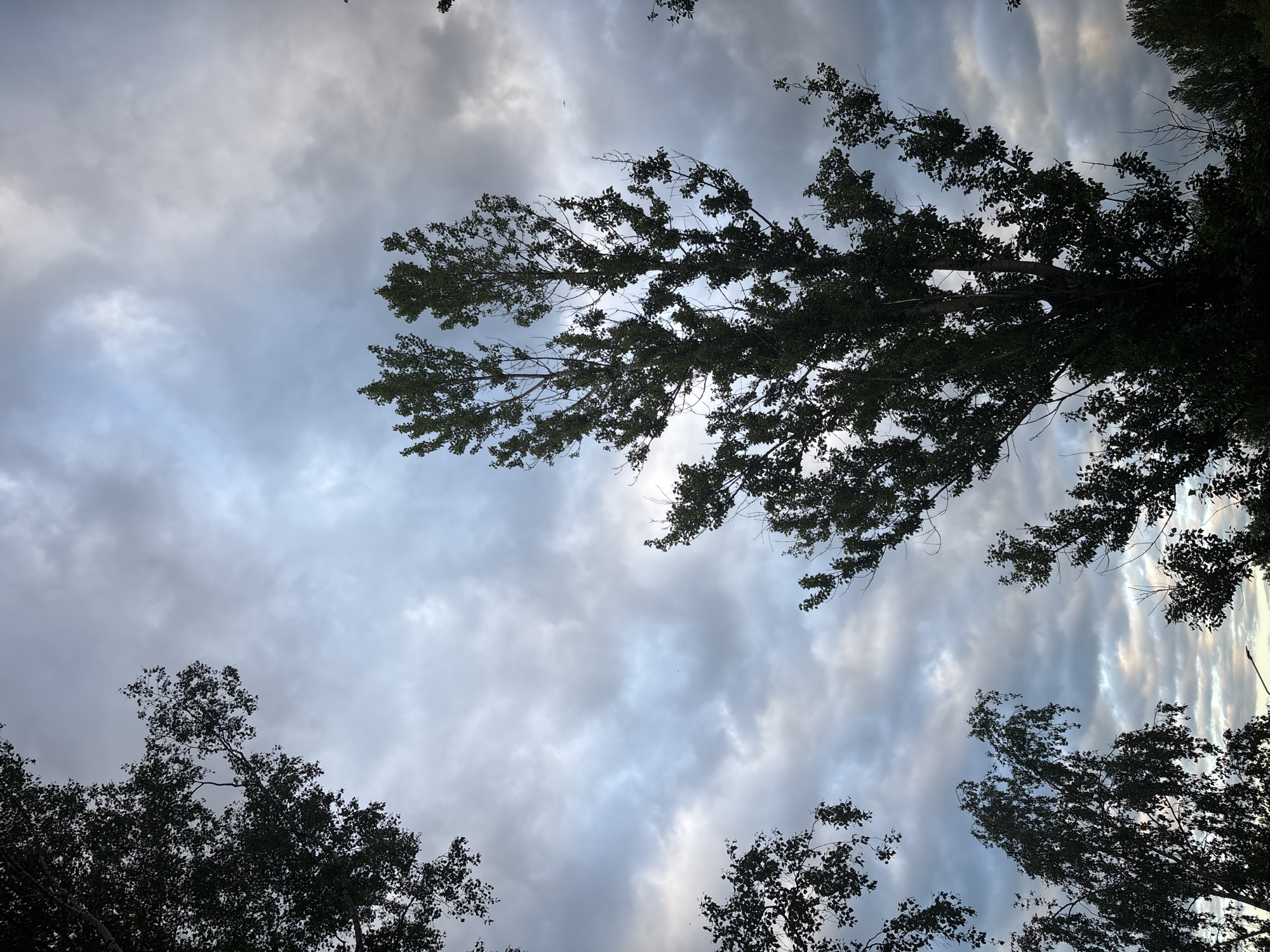 The image shows a view looking up through tree branches toward a cloudy sky. The trees are silhouetted against the light sky. The location is specified as Fedorino, Russia. No people, subjects, objects, actions, or interactions are visible beyond the trees and sky.