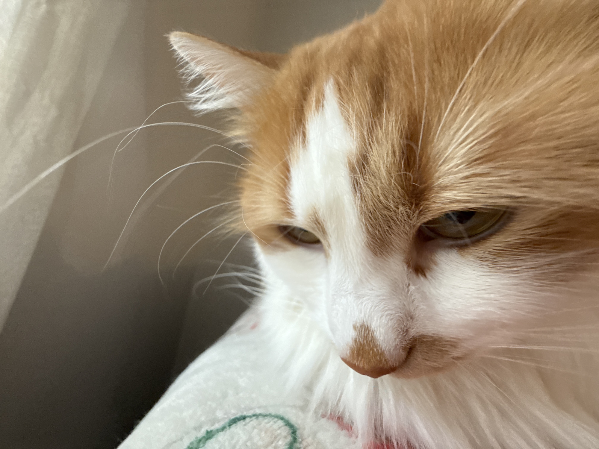 The image is a close-up shot of an orange and white cat's face. The cat is looking downwards, with its gaze slightly averted from the camera. The cat has striking amber eyes and prominent white whiskers that extend outwards. Its fur is a mix of soft orange and white, with a distinctive white blaze down its nose. The cat appears to be resting on a white, textured surface, possibly a blanket or a piece of fabric, which has a subtle green and pink pattern visible. The background is softly blurred, suggesting a shallow depth of field, with a diffused light source coming from the left, casting gentle shadows. The overall impression is one of quiet contemplation or perhaps a moment of gentle relaxation. There is no visible text in the image.