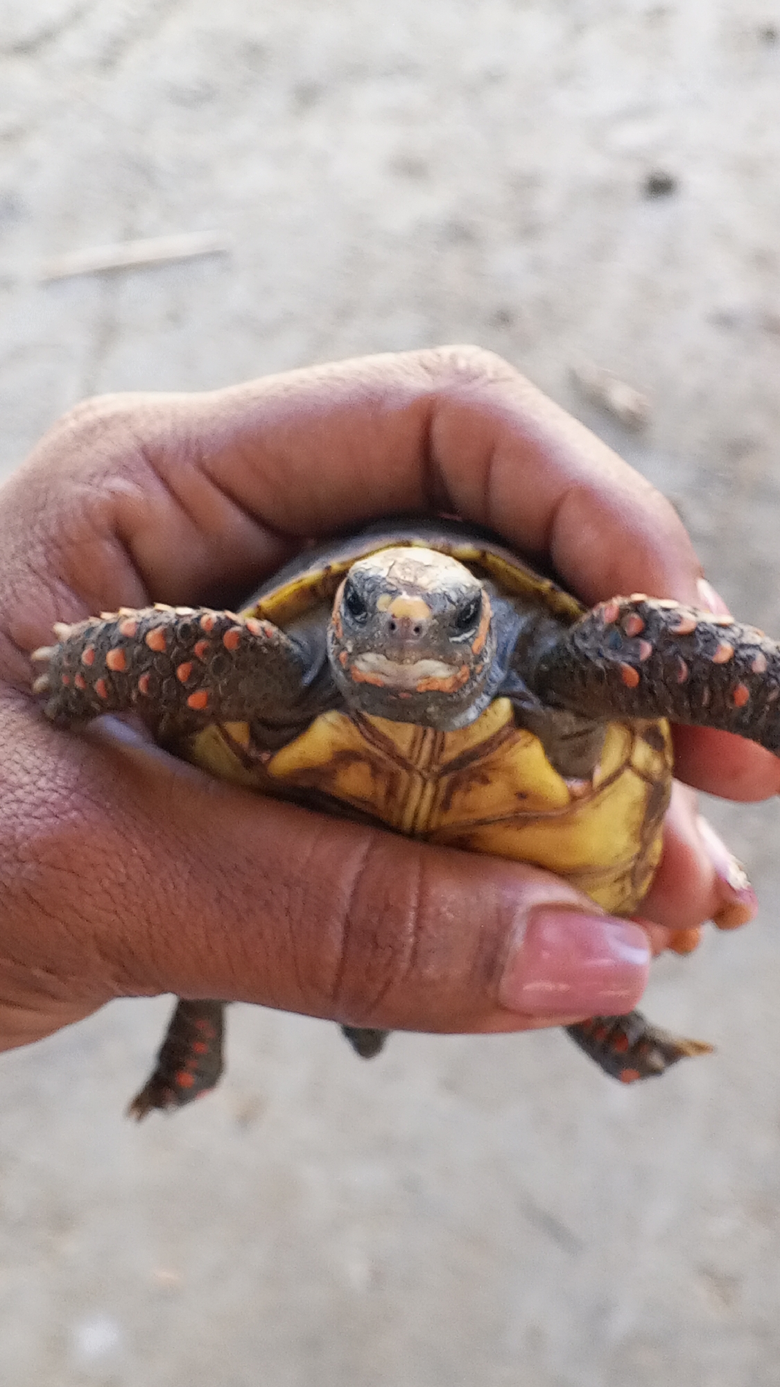 A close-up, eye-level photograph captures a small turtle held securely in a person's hand. The turtle is positioned centrally, facing directly towards the camera. Its head is dark with lighter, possibly yellowish, markings around its mouth and eyes. Its limbs are visible, especially the forelimbs, which are adorned with distinct red-orange speckled patterns against a darker skin. The turtle's plastron (underside shell) is a bright yellow or orange, contrasting with the darker tones of its upper shell, mostly hidden by the hand.
The hand holding the turtle exhibits a medium-dark skin tone. One fingernail, likely on the ring or pinky finger, is painted with light pink nail polish. The background is significantly blurred, suggesting an outdoor environment, possibly a sandy or gravelly area, under bright daylight. The focus is entirely on the interaction between the hand and the small reptile. No visible text is present in the image.