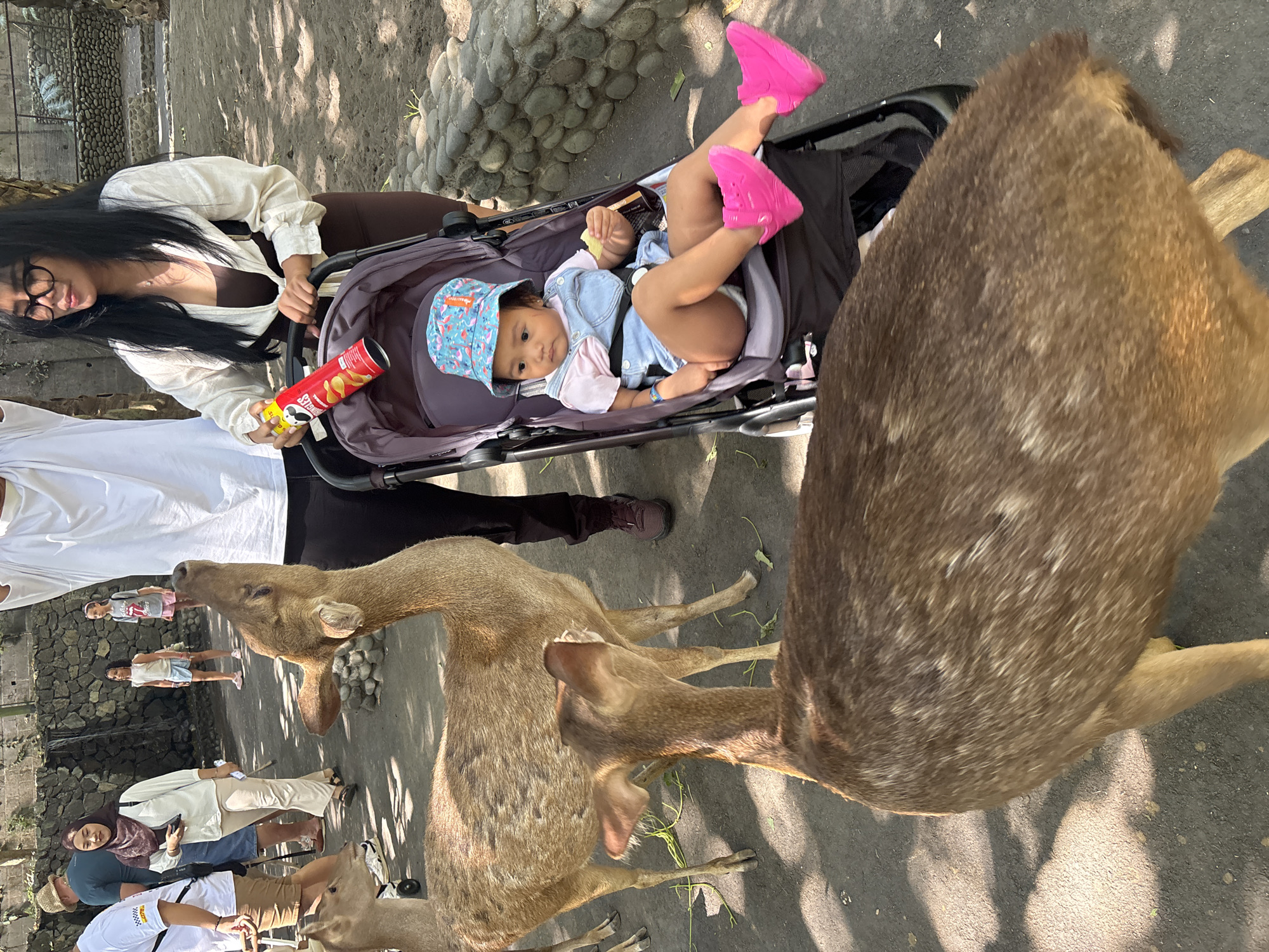 In Sukawati, Indonesia, a group of people interact with deer in an outdoor setting. In the foreground, two deer are visible, one facing the camera and the other partially obscured. A stroller with a young child wearing a blue denim romper and a patterned bucket hat is in the middle ground. The child holds a small object in their hand and wears bright pink shoes. A woman with dark hair and glasses stands behind the stroller, holding a can of Pringles. Several other individuals are in the background, including a woman in a headscarf and a man in a white t-shirt. The ground is paved, and there are stone structures and foliage visible, suggesting a zoo or wildlife park environment.