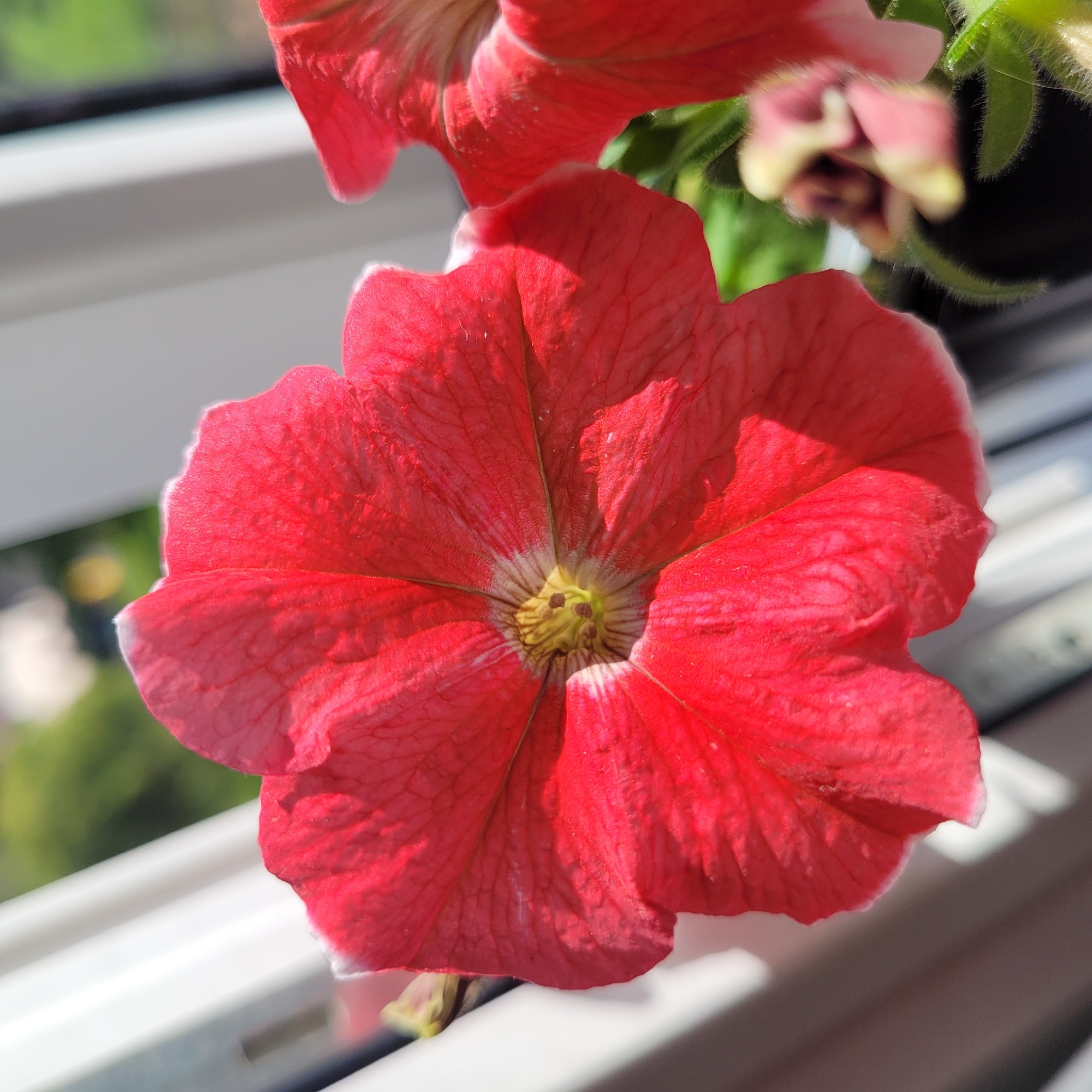 A close-up, detailed, eye-level, outdoor, natural light photograph shows a vibrant red petunia flower in full bloom. The flower's petals are a rich, deep red with delicate white edges, and intricate vein patterns are visible throughout. The center of the flower reveals a yellowish-green pistil and three dark brown stamens. The background is softly blurred, showing hints of green foliage and white vertical structures, suggesting the flower is near a window or balcony railing. A second, partially visible red petunia is situated to the right of the main flower, and other blurred flowers and green stems are visible further in the background. The overall scene appears to be in a residential setting. The image does not provide specific geographic information about Jūrmala, Latvia.