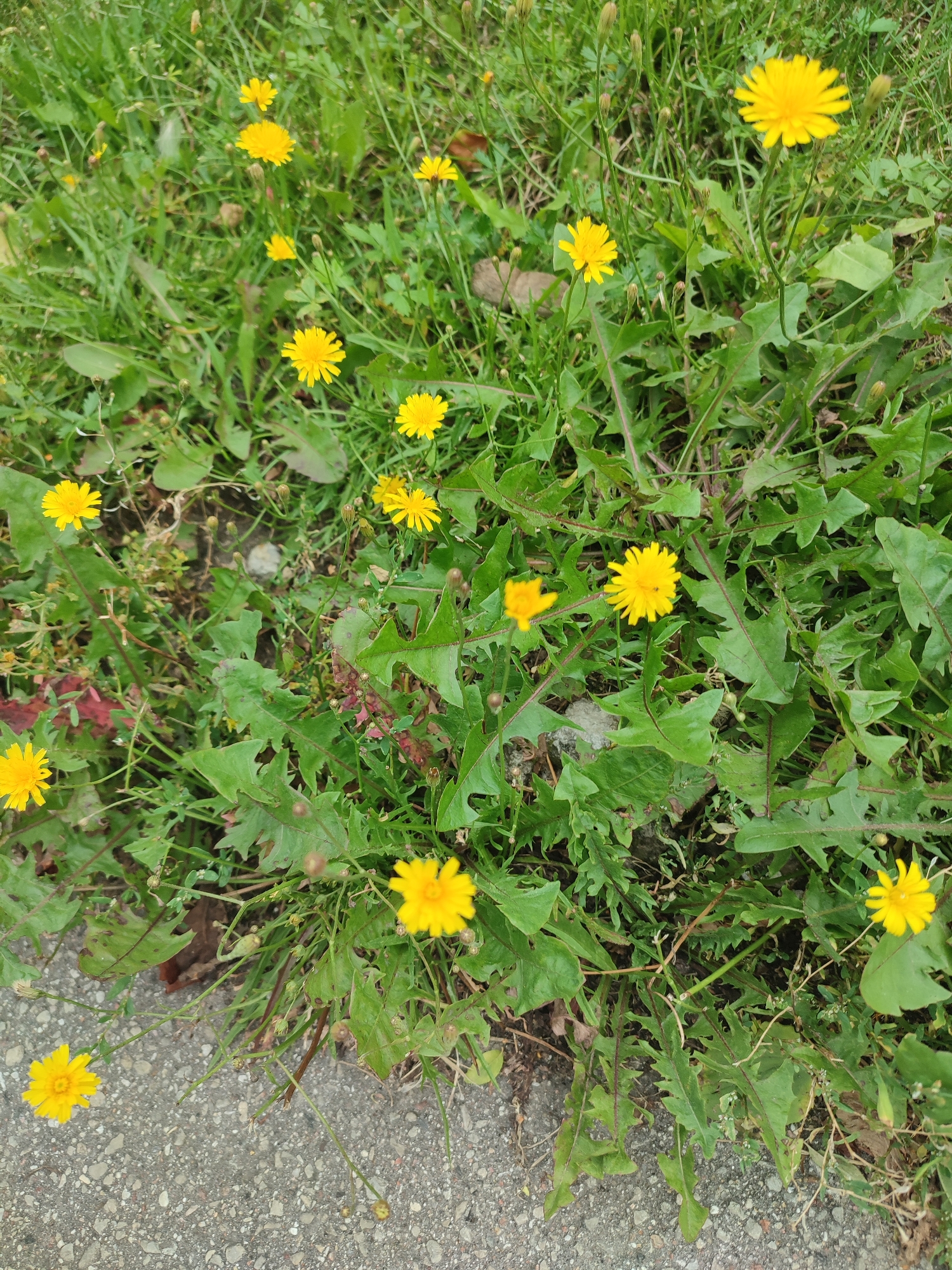 The image displays a patch of bright yellow dandelions growing in a grassy area adjacent to a concrete path. The dandelions are in various stages of bloom, with some fully open and others as buds. The leaves of the dandelions are jagged and green, with some reddish-brown stems visible. The background consists of more green grass and some fallen leaves. The lighting suggests an overcast or shaded day. The concrete path in the foreground is a typical grey, speckled surface. There are no people or animals visible in the image. The scene appears to be an urban or suburban setting, likely a park, roadside, or garden. Without specific landmarks, it is impossible to definitively identify the location as Riga, Latvia.