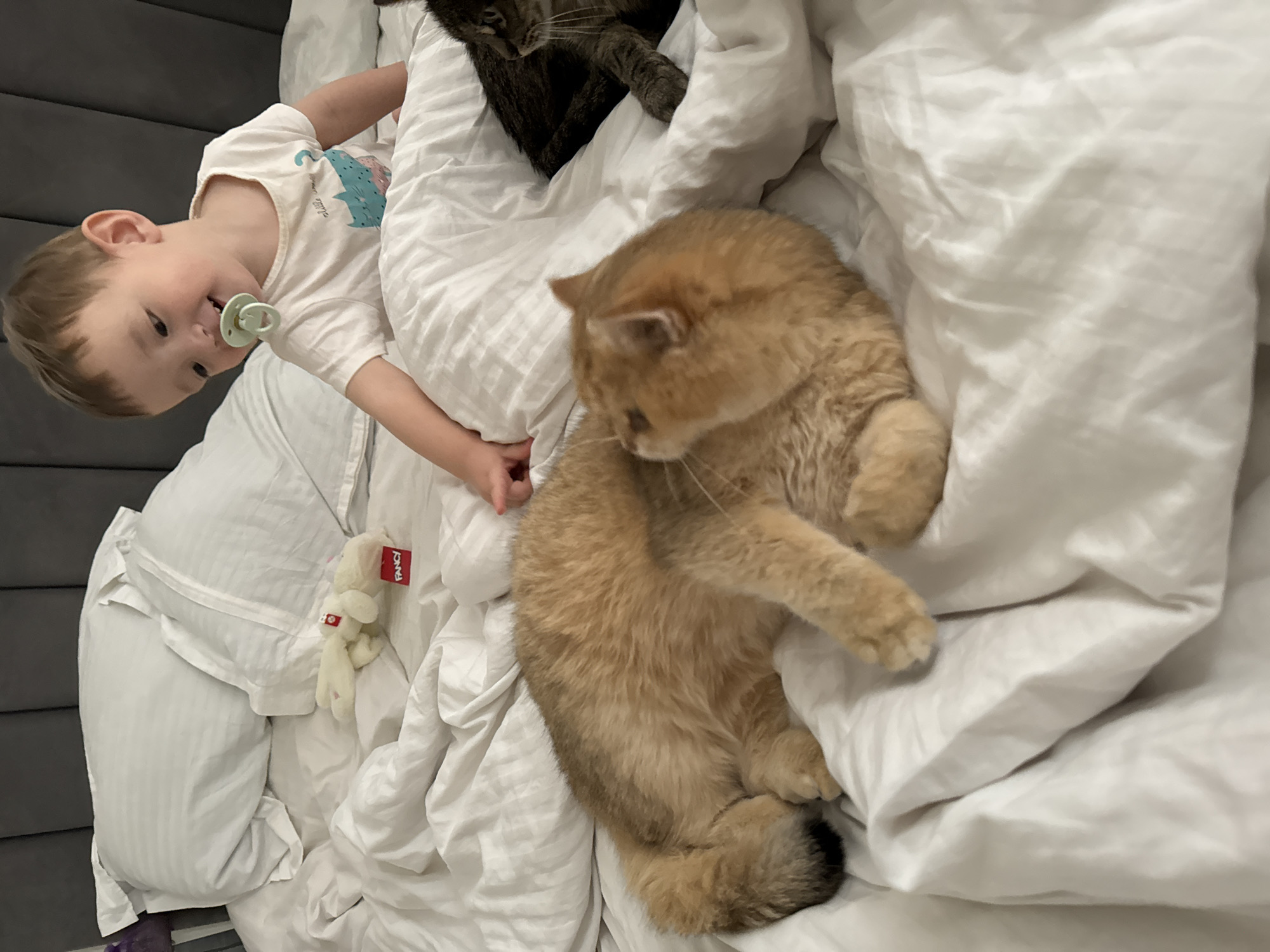 An overhead, slightly tilted indoor shot captures a heartwarming domestic scene of a young child and two cats relaxing on a bed, likely in Odintsovo, Russia.
In the left foreground, a toddler with light-colored hair and a radiant, happy smile is visible. The child wears a white short-sleeved t-shirt featuring a light blue and pink graphic, possibly an umbrella. A light green pacifier rests in their mouth, and their gaze is directed downwards and to the right, toward a golden-colored cat. Their small hands are also visible amidst the bedding.
A prominent golden-colored cat, with a thick, fluffy coat, occupies the center-right of the frame, curled comfortably on its back and side amidst the white bedding. Its front paws are bent, and its head is turned as if looking towards the child. In the upper-middle background, partially obscured by the white duvet, is a second cat – a darker, tabby-patterned feline. Only its head, ears, and a portion of its striped back are visible as it also looks downwards.
The bed is adorned with soft, white, slightly rumpled bedding, including a duvet cover and pillows, creating a cozy and inviting atmosphere. A dark grey headboard or wall panel is visible along the left edge of the frame. Tucked into the white bedding near the child's lower body is a small, white plush toy, possibly a bunny, with a bright red tag that clearly displays the word "FANCY" in white lettering.
The overall impression is one of peaceful interaction and affectionate companionship among the child and their pets, suggesting a relaxed moment during an indoor morning or evening. The child's joyful expression contributes significantly to the warm and tender mood of the image.