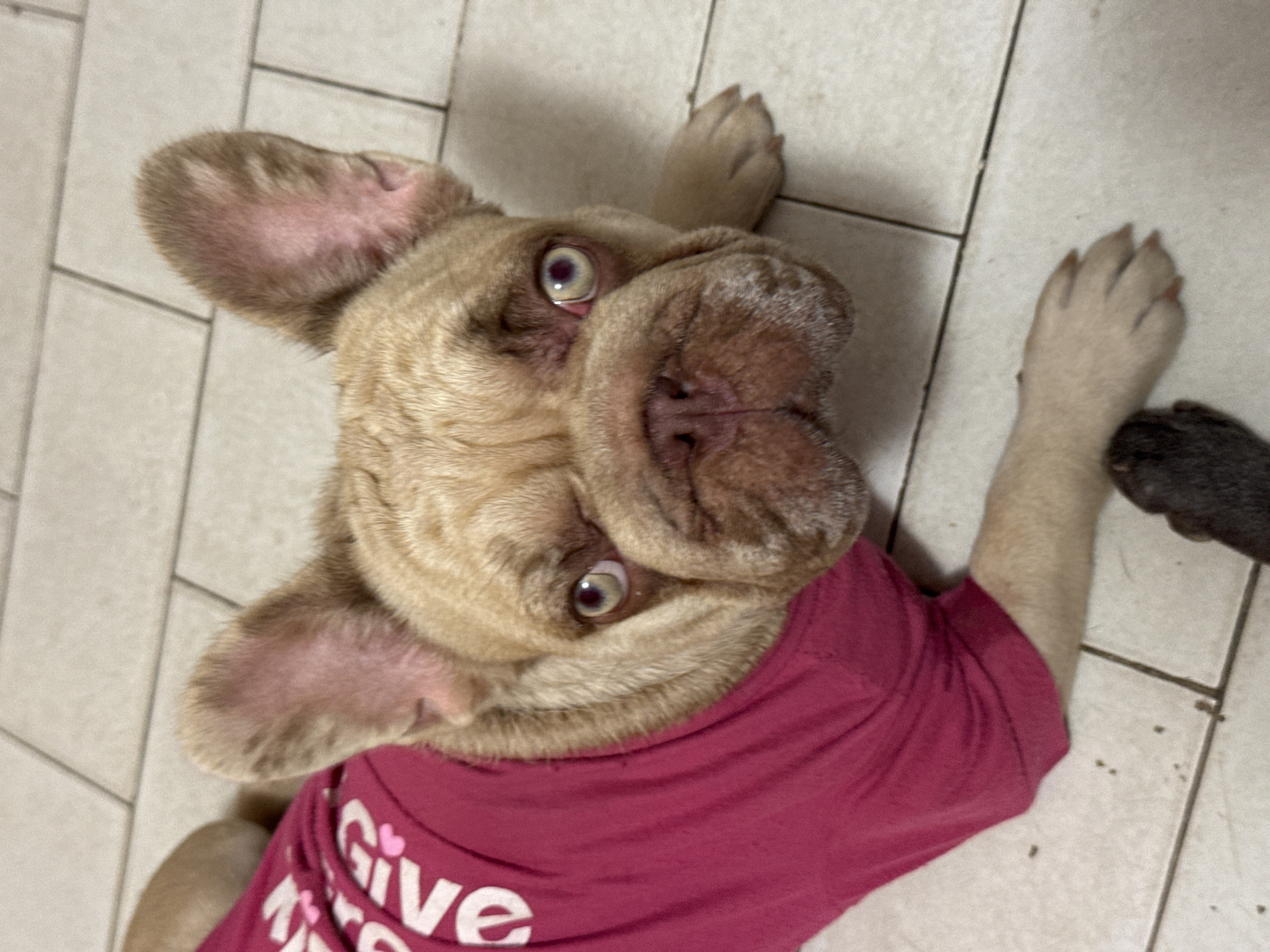 The image shows a fawn-colored French Bulldog lying on its back on a tiled floor. The dog is wearing a bright pink t-shirt with white text that reads "GIVE". Its eyes are wide open and staring upwards, with a slightly surprised or playful expression. One of its front paws is raised, and its ears are large and characteristic of the breed. Another dark-colored paw is visible in the lower right corner of the frame, suggesting another dog might be present, though it is mostly out of view. The tiled floor appears to be in a domestic setting, possibly a bathroom or kitchen, given the linoleum-like tiles. The lighting is overhead, creating shadows that suggest it's daytime. The overall mood is lighthearted and informal.