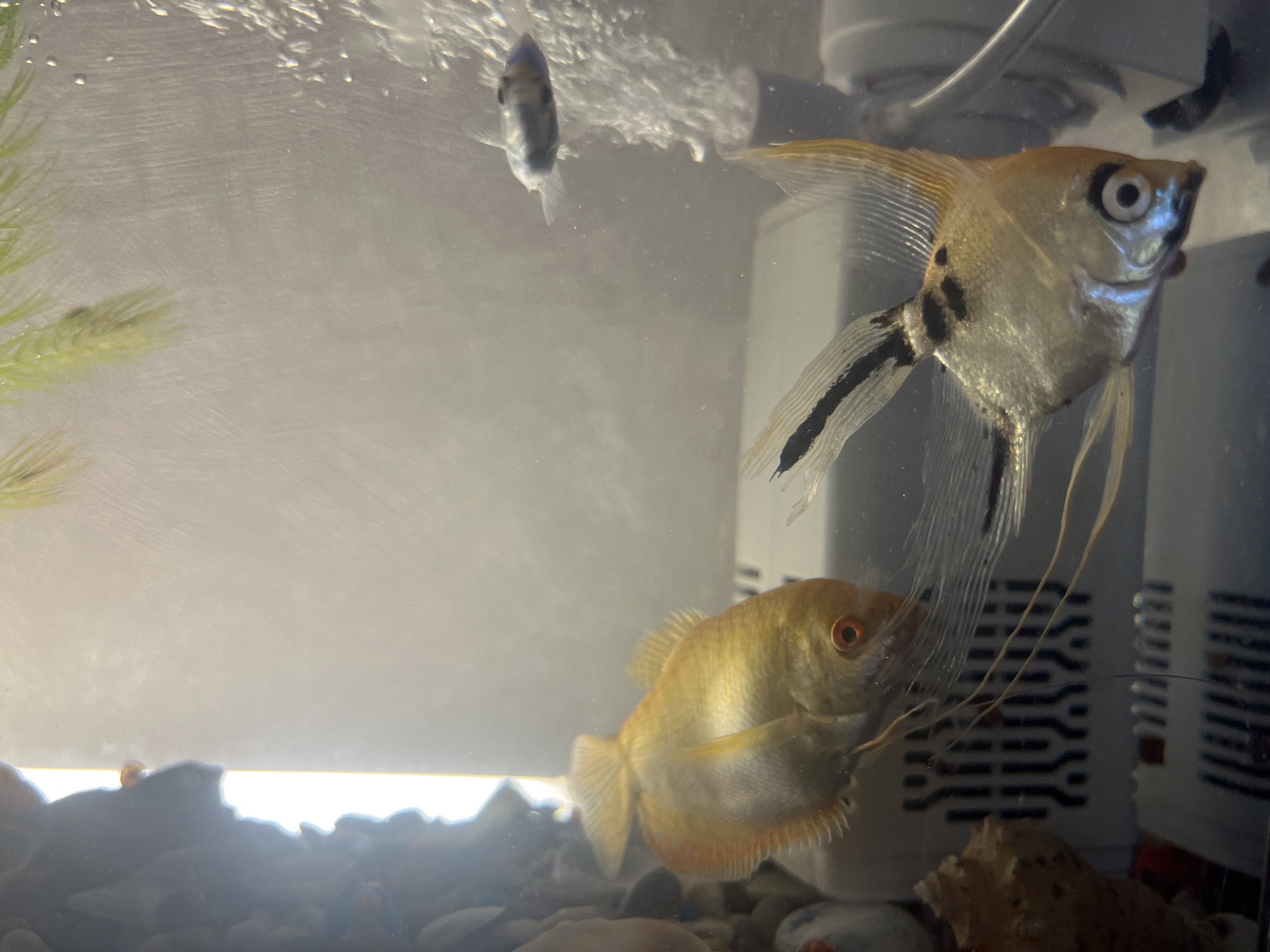 The image shows an aquarium with several fish and aquatic plants. Two angelfish, identifiable by their distinctive shape and flowing fins, are prominent subjects. One angelfish is a silvery color with black vertical stripes, while the other appears to be a golden or copper color. A smaller, darker fish is swimming in the upper left portion of the frame. The aquarium bottom is filled with pebbles and some larger rocks. Aquatic plants are visible on the left side, with their fronds extending into the water. Bubbles are rising from the water's surface, suggesting aeration. In the background, a white filter or heater unit with a ribbed texture is visible. The lighting in the aquarium creates a bright, slightly hazy atmosphere, with sunlight or artificial light reflecting off the water and the fish. There is no visible text in the image. The scene is entirely underwater, typical of an aquarium environment.