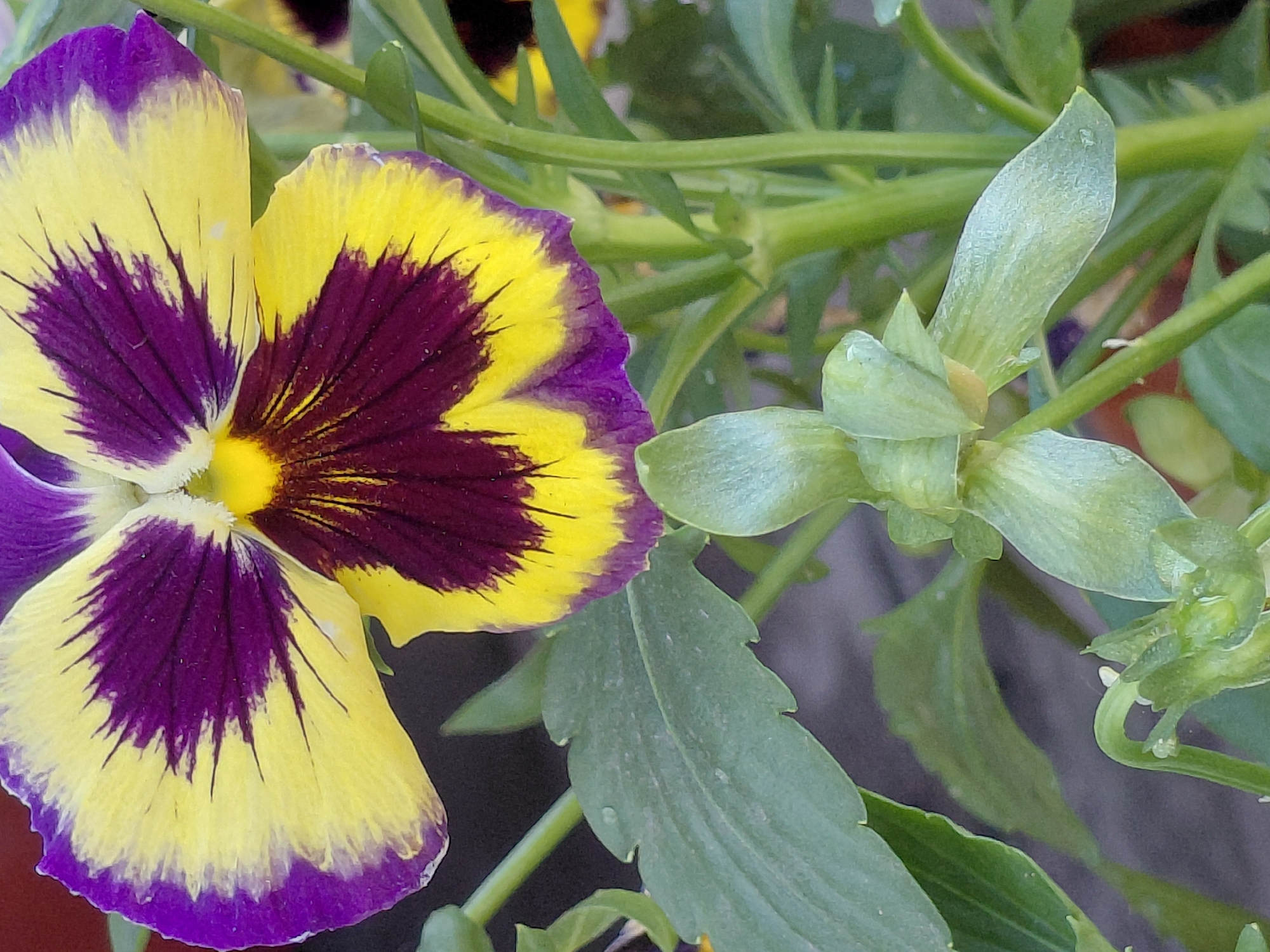 The image is a close-up, eye-level shot of a pansy flower with yellow and purple petals. The flower is in focus, with the background slightly blurred. To the lower left of the main flower, a new, unopened bud is visible, also in focus. Several green leaves and stems are also present, with some water droplets on them. The setting appears to be outdoors, possibly a garden or a park. There are no people visible in the image.
The image does not provide any specific information about the location within the city of Novosibirsk, Russia.