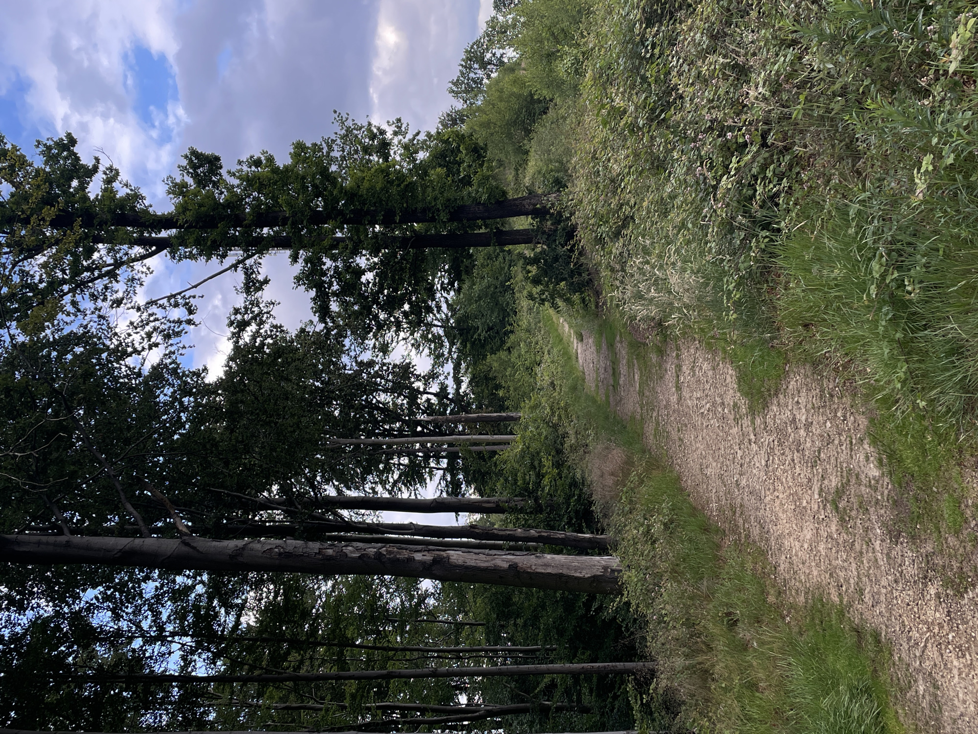 The image depicts a natural outdoor scene with a gravel path winding through a forest and overgrown vegetation. Tall trees with dark trunks and green foliage dominate the left side of the frame, casting shadows and creating a sense of depth. The path, appearing to be made of small stones and dirt, curves gently into the distance. On the right side of the path, lush green bushes and grass grow abundantly, with some taller plants and scattered wildflowers, including small pink blossoms. The sky above is partly cloudy, with patches of blue sky visible through the clouds, suggesting a moderately bright day. The overall impression is that of a secluded, natural area, possibly a park or hiking trail. There are no people or animals visible in the image, and no man-made structures are present, aside from the path itself.