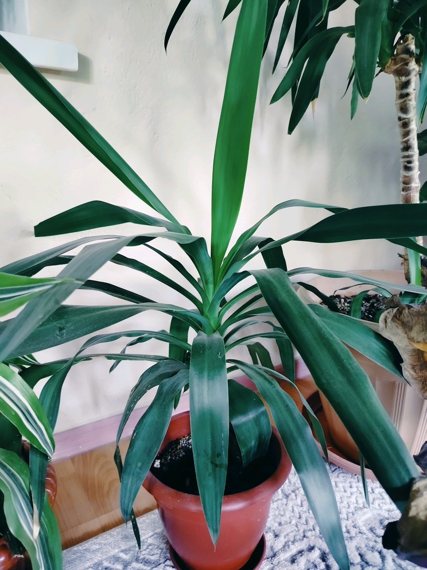 This is an indoor photograph, likely taken within a residential setting. The primary subject is a large potted plant with long, sword-like green leaves. The plant is in a reddish-brown plastic pot, which sits on a saucer. The pot is placed on a textured, light-colored rug. Behind the plant, a light-colored wall is visible. To the right of the main plant, another potted plant with a thick, segmented stem is partially visible, suggesting the presence of multiple plants in the room. The lighting appears to be ambient indoor light. There are no people or animals in the frame. The location is not identifiable within the city of Көлкент, Kazakhstan, as there are no specific landmarks or contextual clues to indicate this locale. The scene depicts a still life of houseplants.
