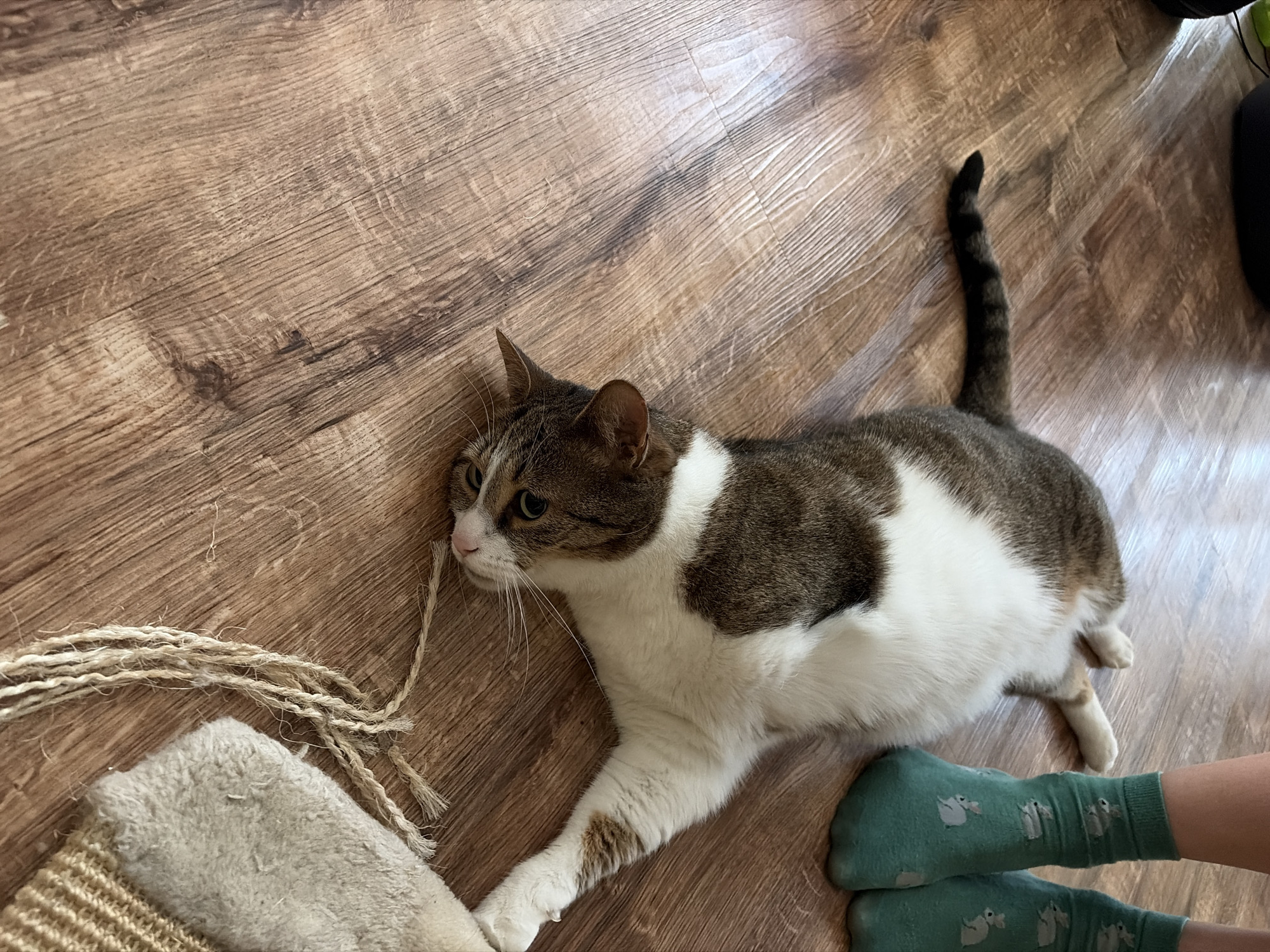 A domestic cat with brown and white fur lies stretched out on a wooden floor. Its body is long and relaxed, with its head resting on the floor. The cat's eyes are partially closed, and its whiskers are prominent. Beside the cat's paws is a frayed rope toy. To the right of the cat, a pair of human feet wearing green socks with a rabbit pattern are visible. The background is a plain wooden floor. The scene appears to be indoors in a domestic setting.
