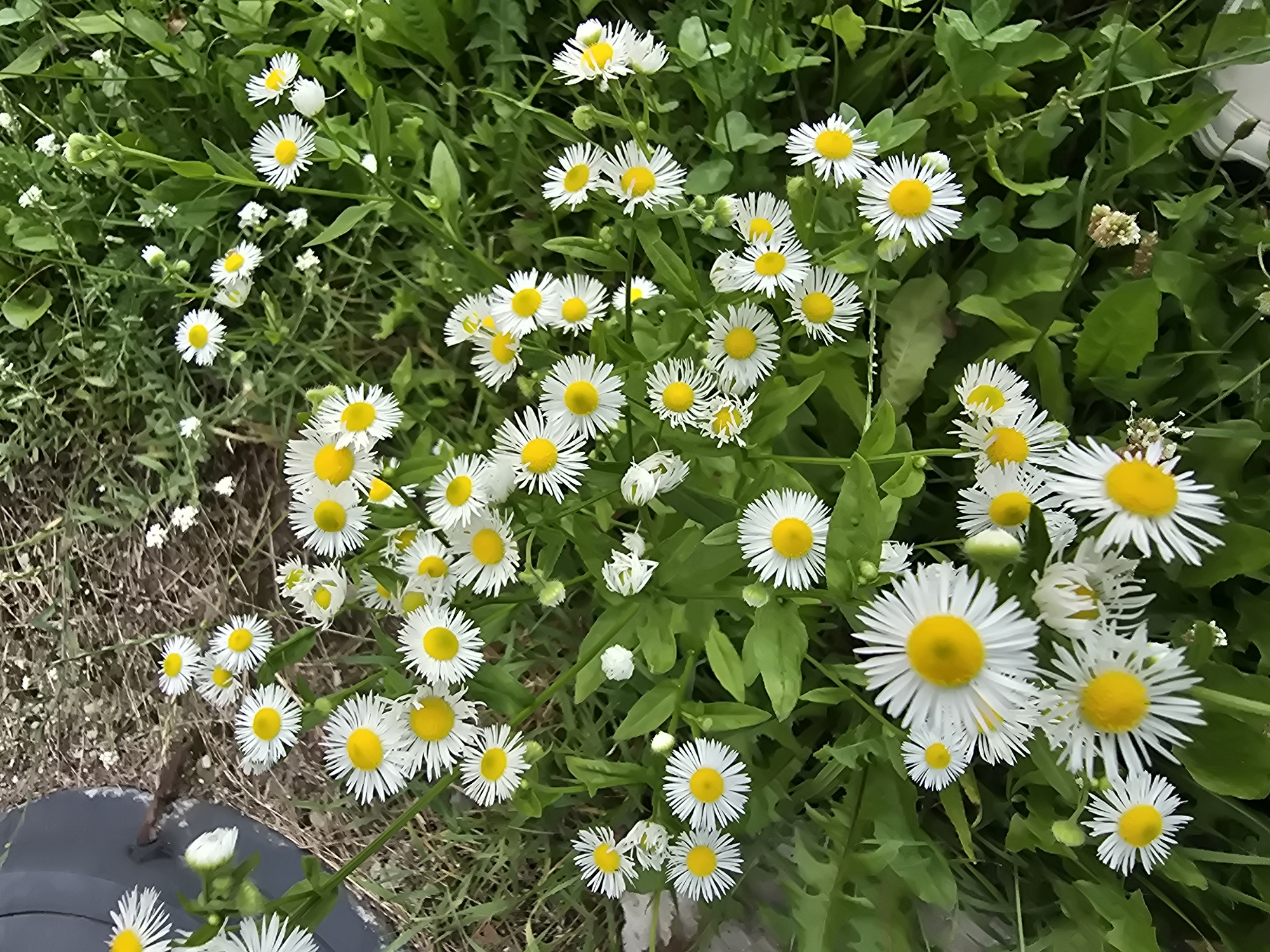 A close-up, top-down shot captures a cluster of white and yellow wildflowers, likely daisies, blooming amidst lush green foliage and dry ground cover. The flowers, with their delicate white ray petals and bright yellow disc florets, are scattered throughout the frame. Some of the flowers are fully bloomed, while others appear as buds. The surrounding vegetation consists of various green leaves and stems. The background includes a patch of dry, brown ground, possibly soil or dead grass, with some small white flowers interspersed. A dark, curved object, likely a man-made structure or debris, is partially visible in the upper left corner. The lighting suggests an outdoor setting during the daytime. The scene appears to be an uncultivated area, possibly a roadside or a neglected garden in Vyshneve, Ukraine. There are no people or animals visible in the image.