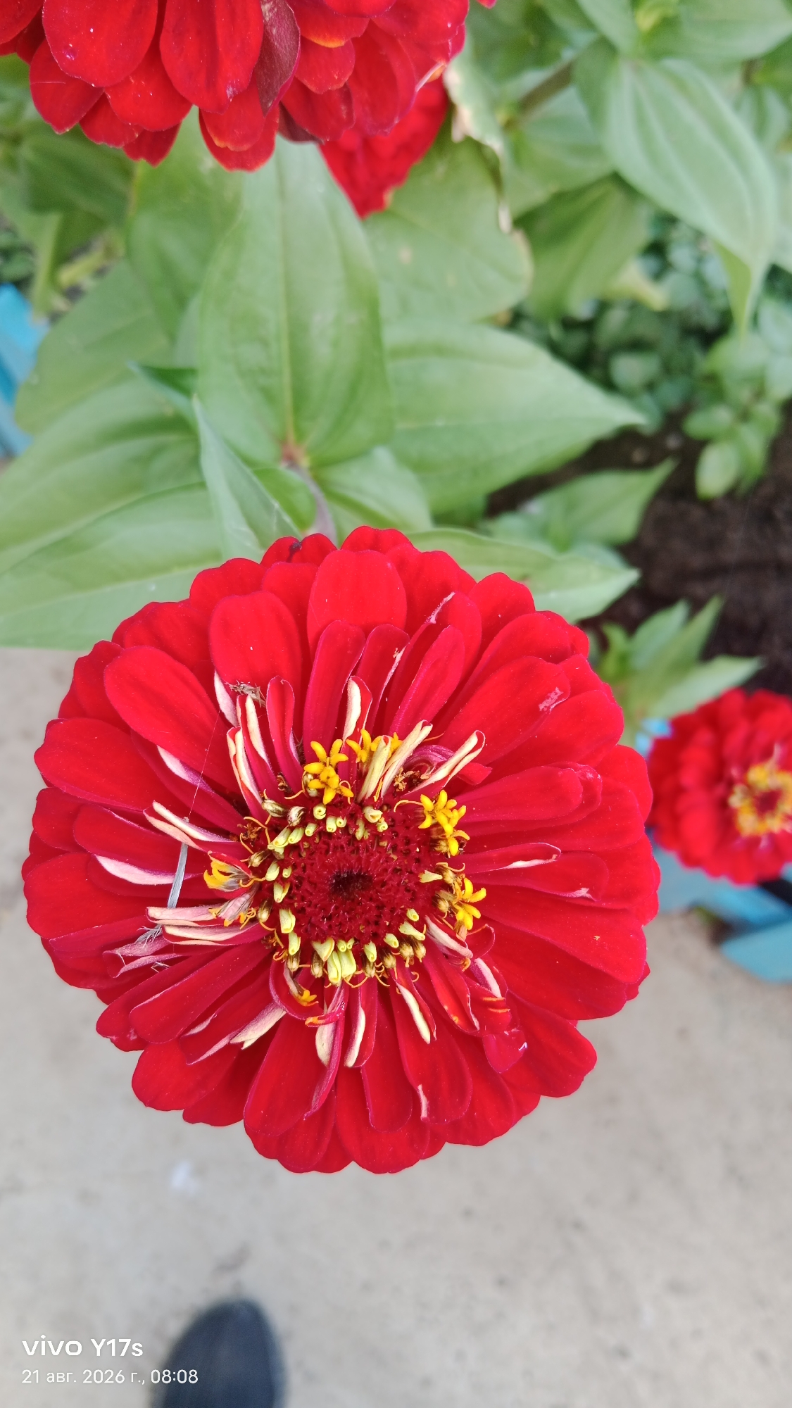 A close-up, top-down shot captures a vibrant red zinnia flower in full bloom. The flower's intricate petals, a deep crimson, radiate outwards from a central cluster of bright yellow stamens. Fine white filaments are intertwined with the stamens and some petals. A small insect, possibly a fly or a small beetle, is perched on one of the petals. Behind the main flower, another red zinnia is visible in the background, slightly out of focus. The background also includes lush green foliage and a hint of a blue border, possibly part of a planter. The image appears to have been taken outdoors, likely in a garden or park setting. A timestamp at the bottom left corner reads "21 авг. 2026 г., 08:08" and "vivo Y17s," indicating the date and time of capture and the phone model used. The location is specified as Rudny, Kazakhstan.