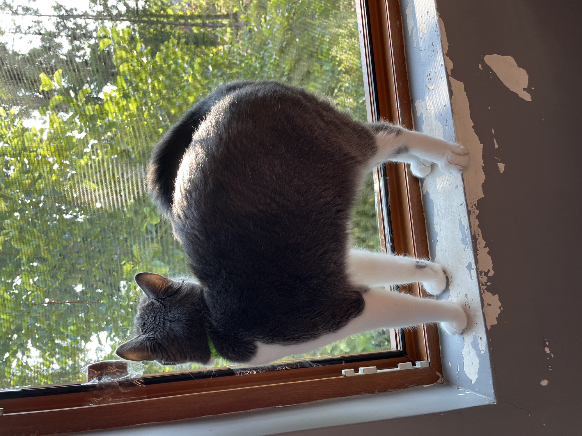 A gray and white domestic shorthair cat stands on a windowsill, facing away from the camera and looking out through a window screen. The cat is wearing a neon green collar. The windowsill is painted gray and shows signs of peeling paint. Outside the window, lush green trees are visible, illuminated by sunlight filtering through the leaves. The scene appears to be in a residential setting, possibly with a view of a garden or park. The image does not provide specific details to determine its location within the city of Ureki, Georgia.