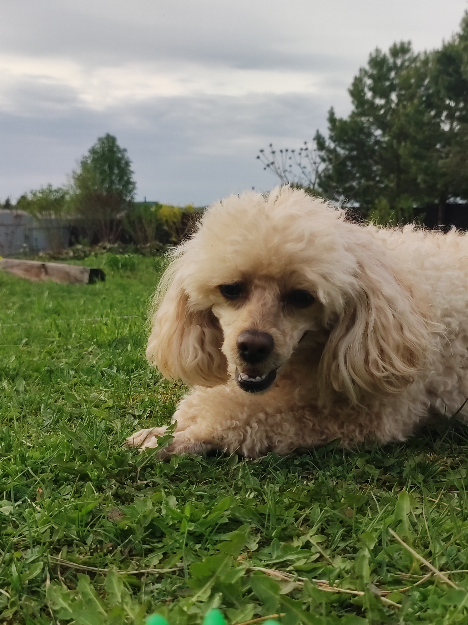 A light-colored poodle lies in a grassy yard in Фоки, Russia. The dog's coat is curly and slightly disheveled. It is lying down, with its front paws visible in the green grass. The background includes a blurred view of trees, shrubs, and a cloudy sky. A wooden structure is visible in the distance to the left.