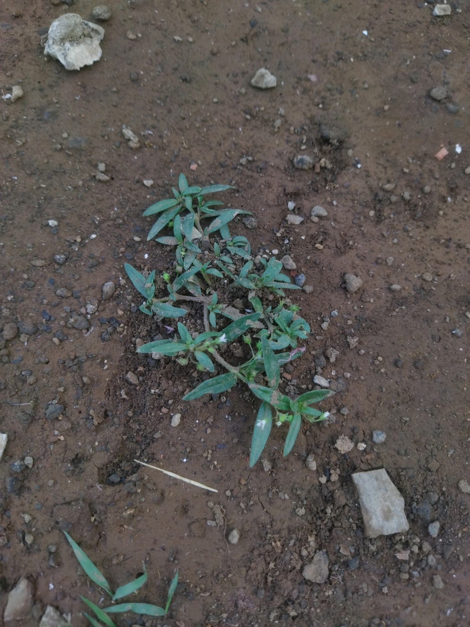 A small cluster of green plants with thin leaves is growing in damp, brown soil. Several small, gray stones are scattered on the ground around the plants. The lighting is soft and diffused, suggesting it is either early morning or late afternoon, or it is an overcast day. The image is taken from a high angle looking down at the plants and soil. The scene appears to be outdoors, possibly in a garden or natural area within Pasrepan, Indonesia, though no specific landmarks are visible to confirm this location. There are no people or animals present in the image.