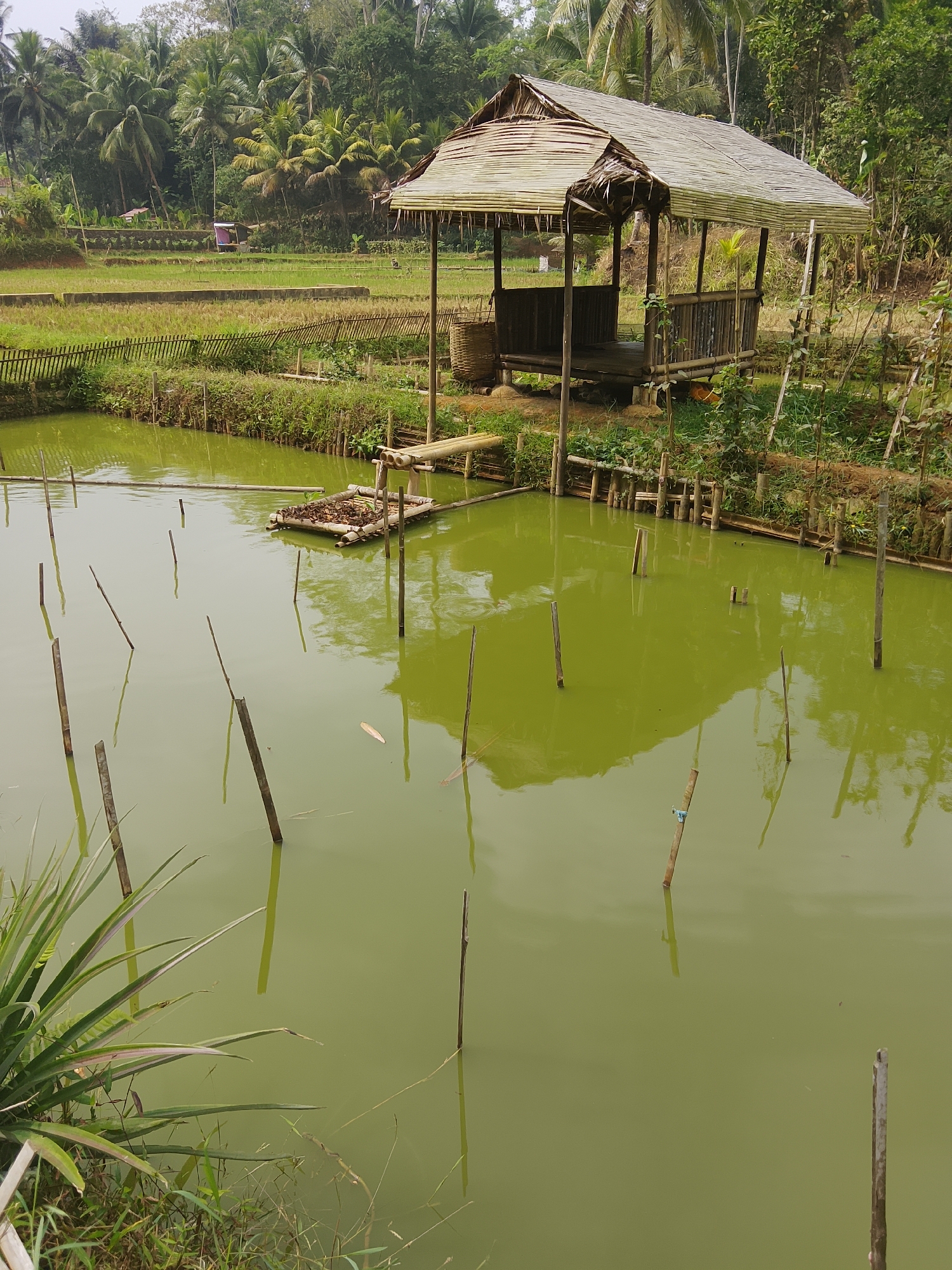 This image depicts a rural landscape in Cikukulu, Indonesia, featuring a small pond with greenish water. Several wooden poles are submerged in the pond, some rising above the surface. In the background, a traditional hut with a thatched roof is visible, constructed from bamboo. Adjacent to the pond are terraced rice fields, indicative of agricultural activity in the area. The surrounding environment is lush with tropical vegetation, including palm trees and dense foliage. The scene suggests a tranquil, natural setting in a village.