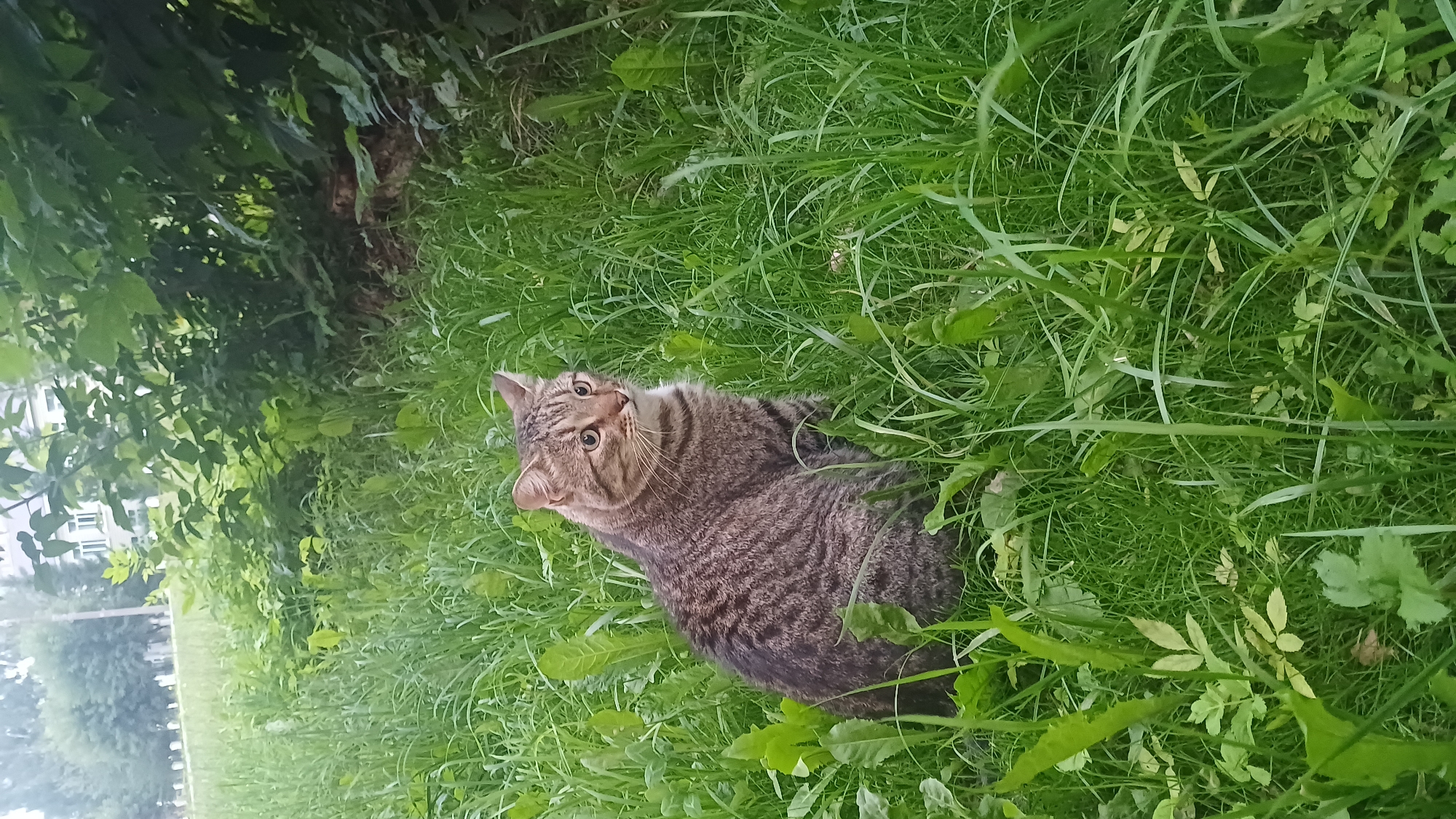 A tabby cat sits in tall green grass, facing to the right. The cat is mostly brown with black stripes and has green eyes. Behind the cat is a line of trees and bushes, and in the background, a white building with multiple windows is visible. The setting appears to be an outdoor urban or suburban area. The image does not provide specific information to confirm it is located in Izhevsk, Russia.